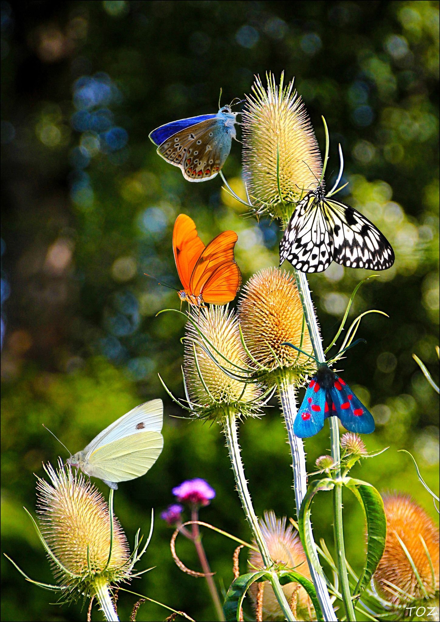 картинки цветы птицы бабочки