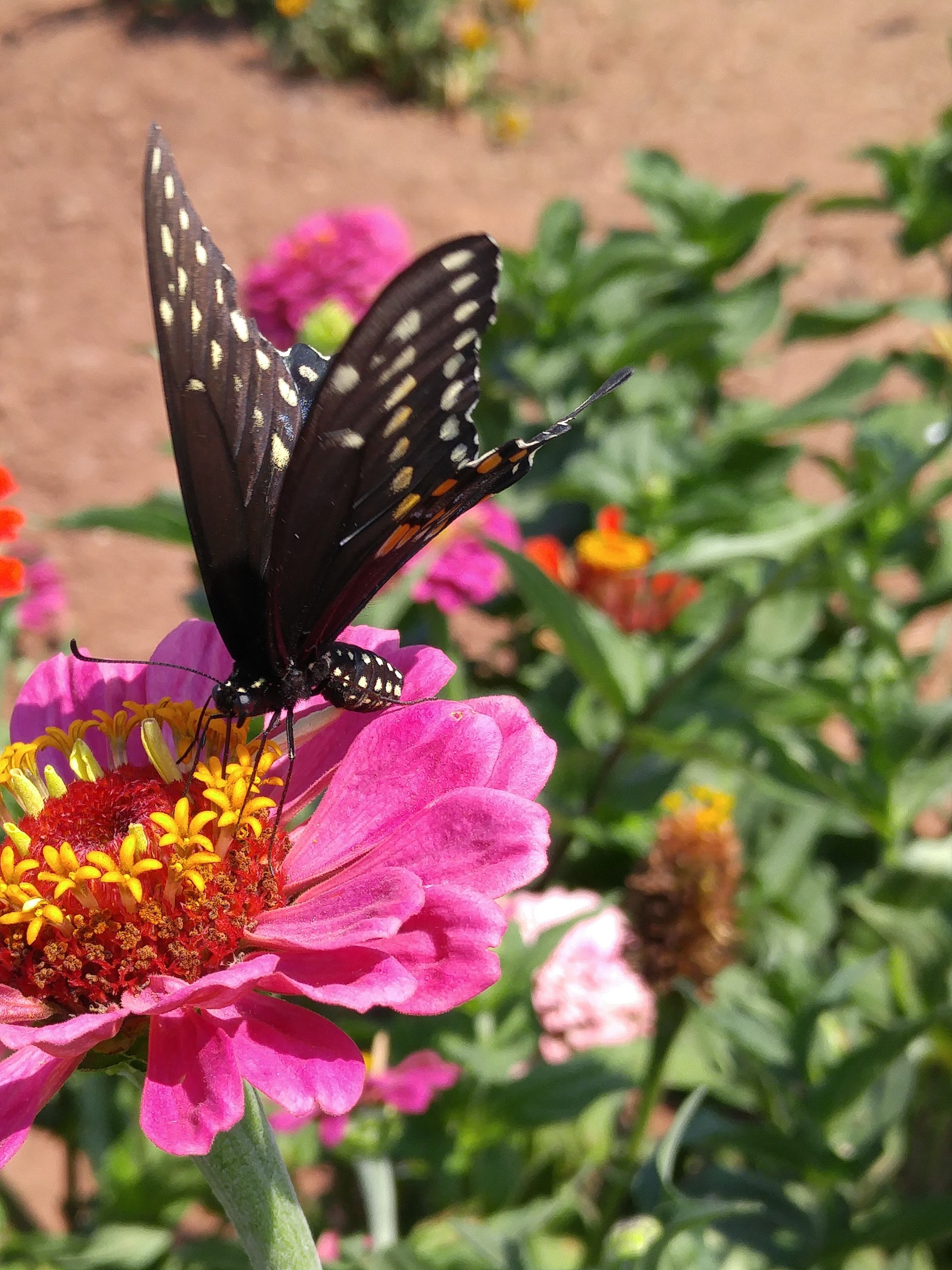 Красивые бабочки на цветах. Пион дансинг Баттерфляй. Бабочка на цветке. Бабочки в цветах. Бабочки в природе.