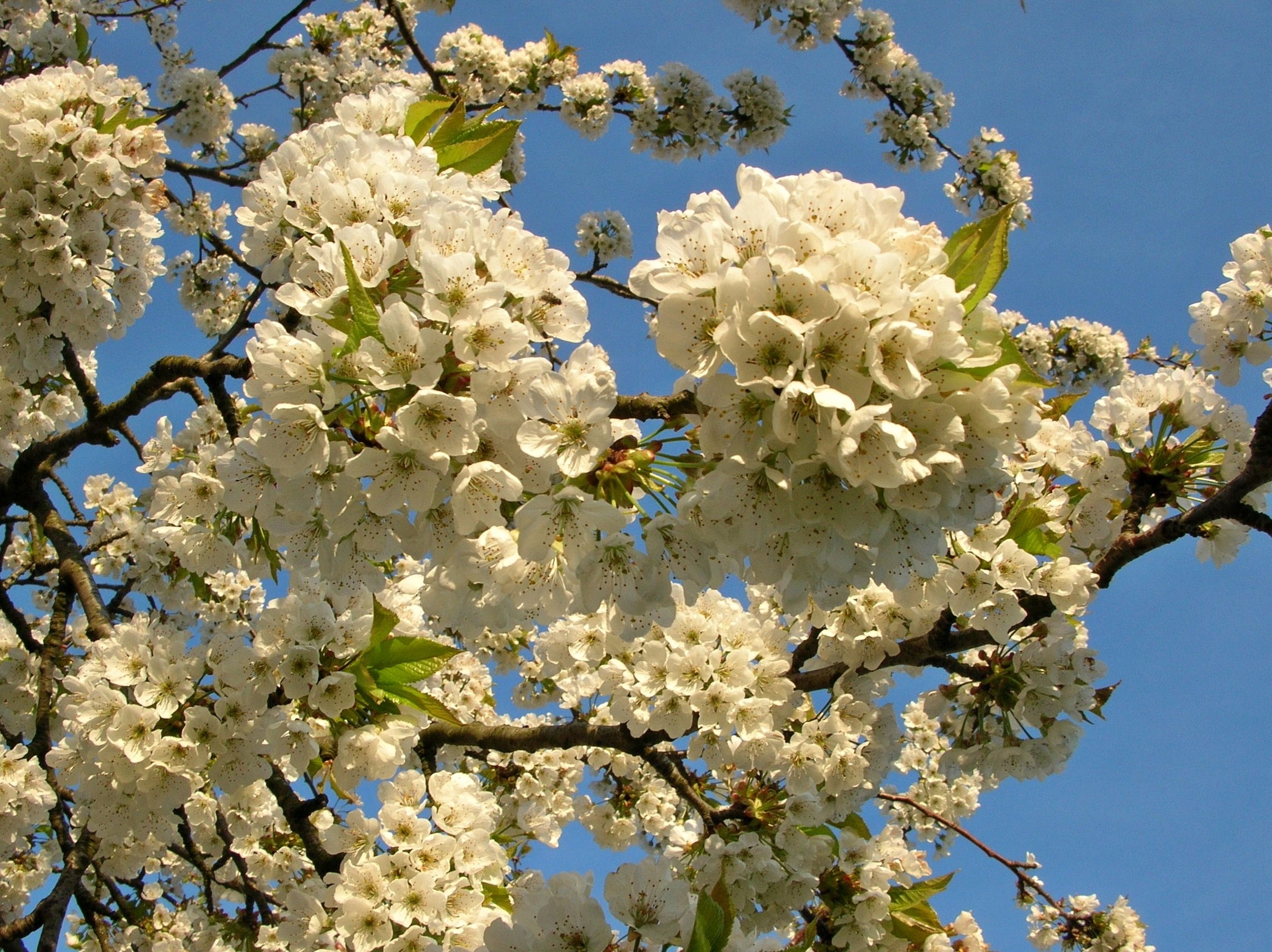 Какое дерево цветет белым. Цветущие деревья. Деревья цветущие в июне. Деревья цветущие белыми цветами в мае. Дерево цветет в июне.