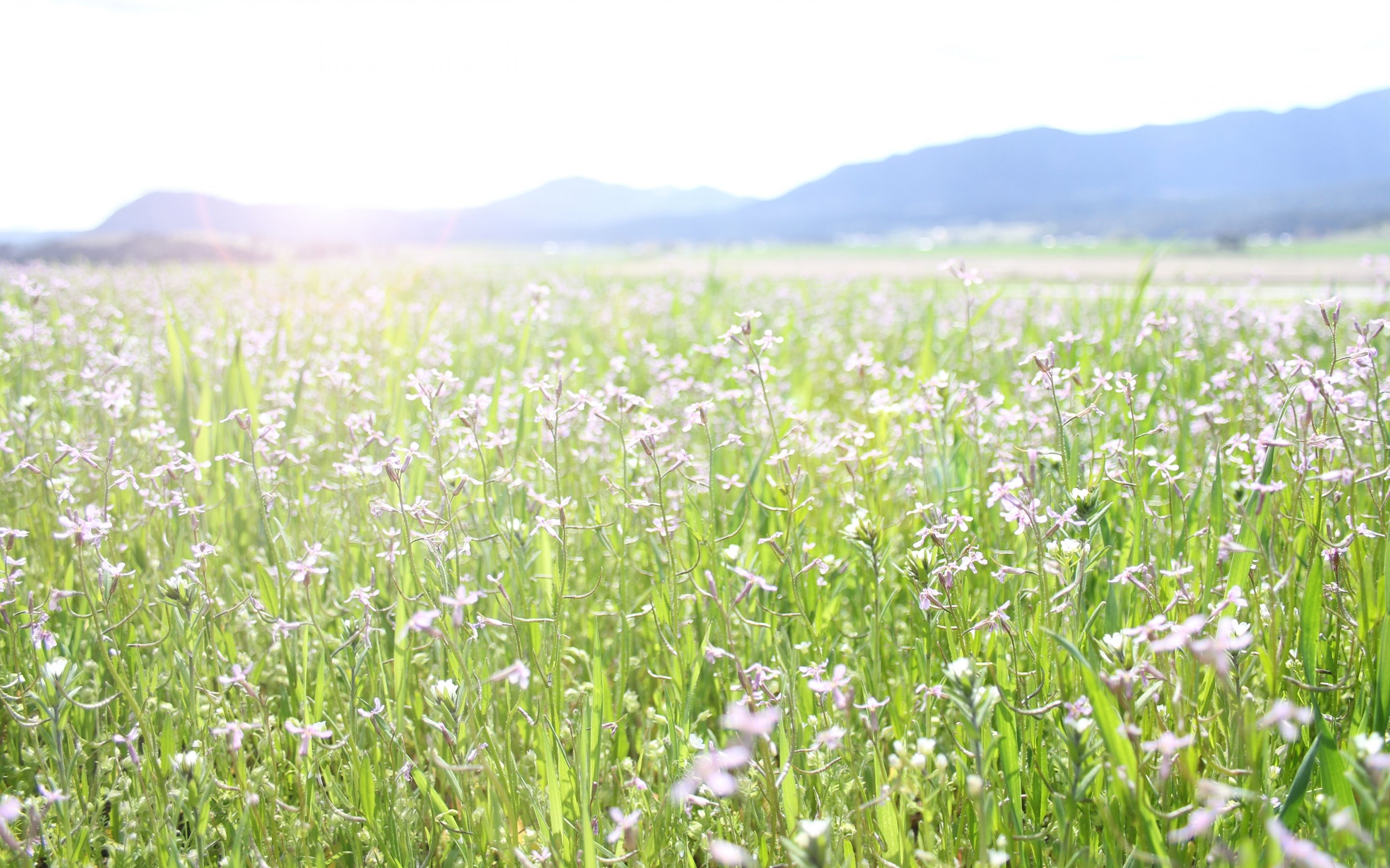 Льняное поле в цвету впр 8 класс. Поле цветов. Трава поле. Цветочное поле светлое. Трава с цветочками.