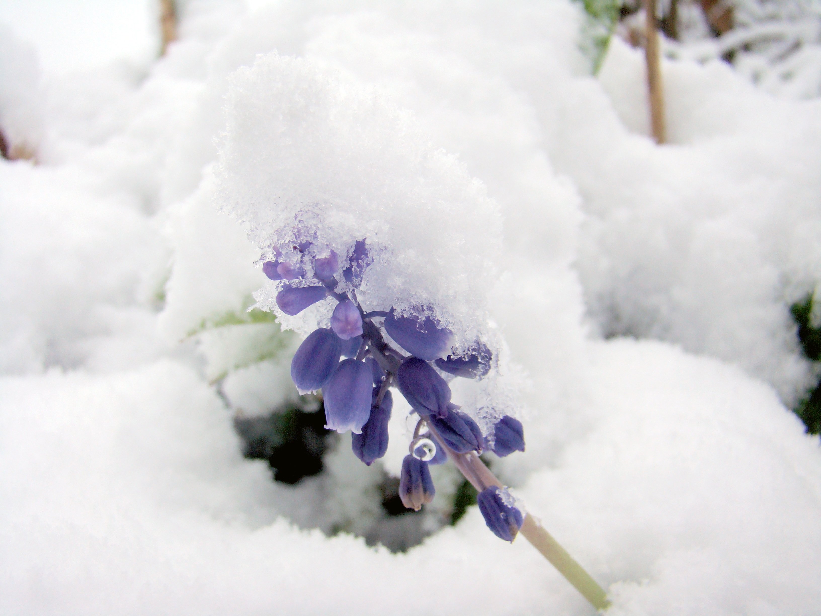 Воздух вокруг вас холодеет. Сноу Флауэр. Зимние цветы. Цветы в снегу. Цветы зимой.