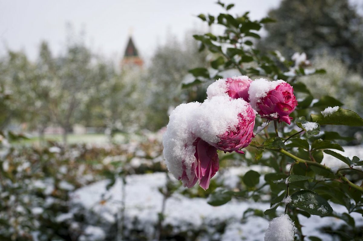 Цветы пиона на снегу фикс прайс. Зимние цветы. Цветы зимой. Снежные цветы.
