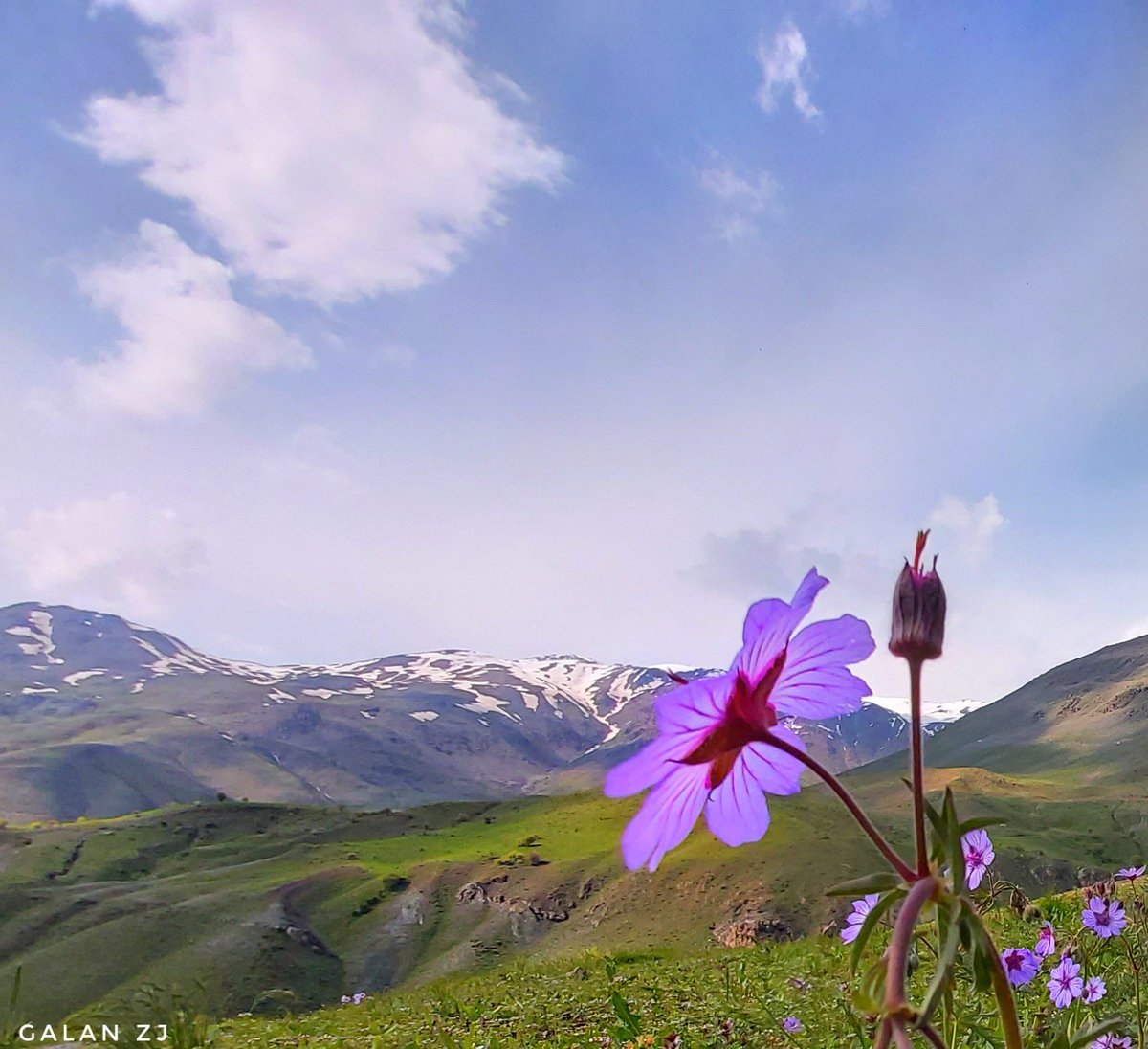 Цветы Монголии фото