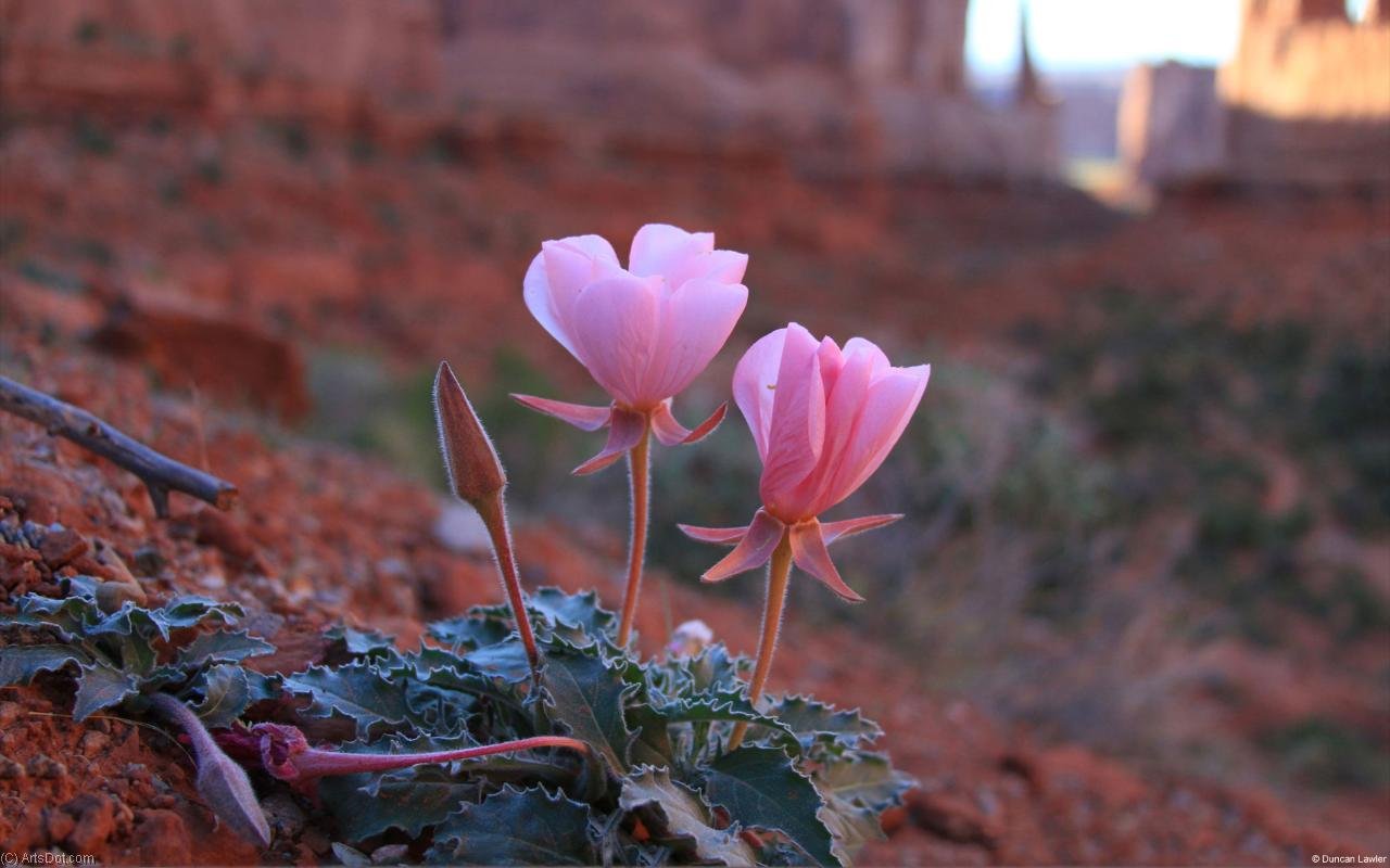 Одинокий цветок в пустыне