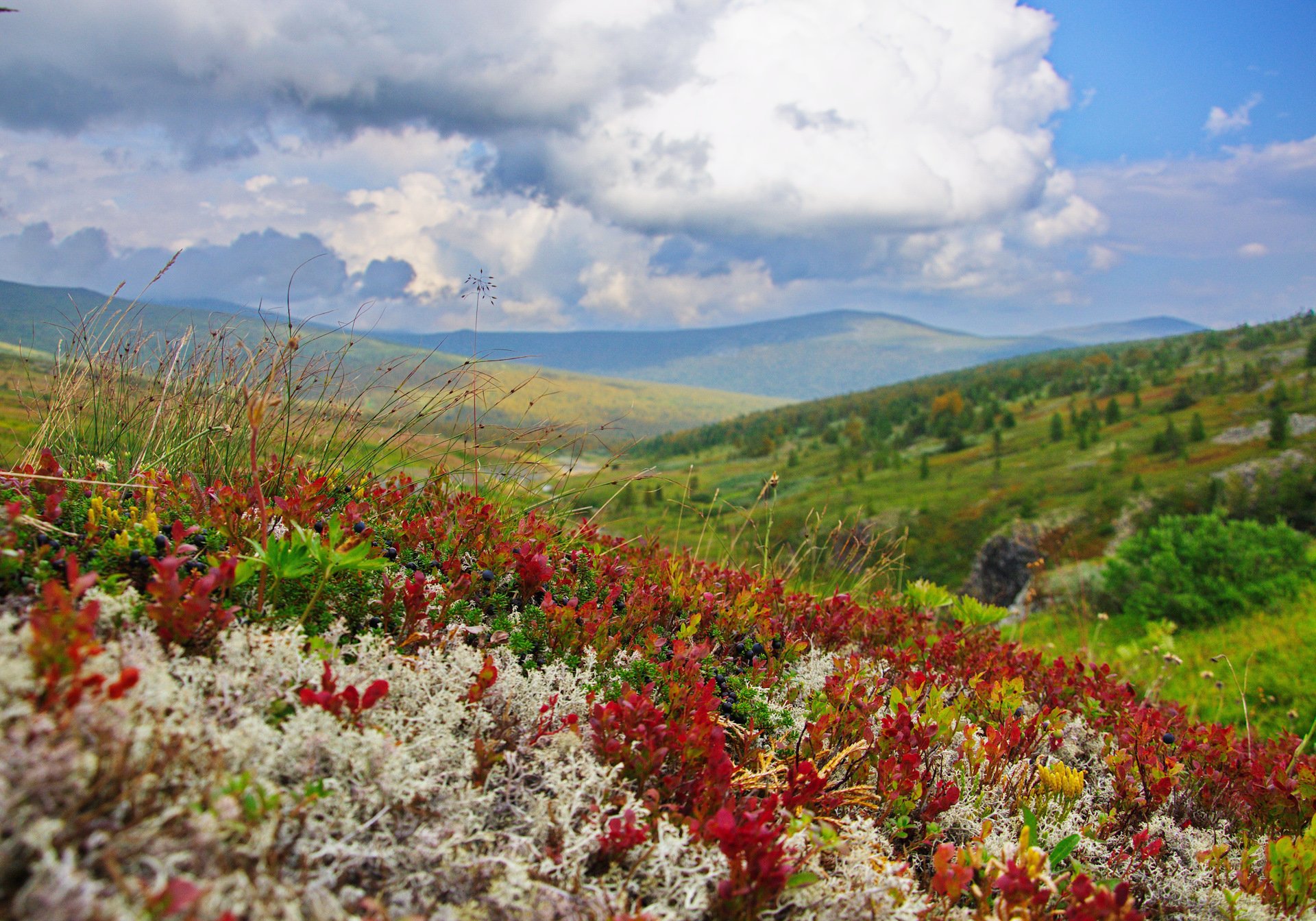 Как цветет монголия фото