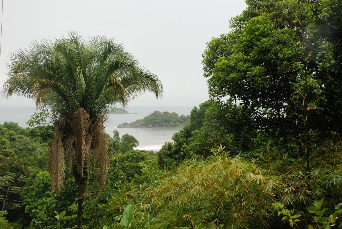 Река Амазонка растения