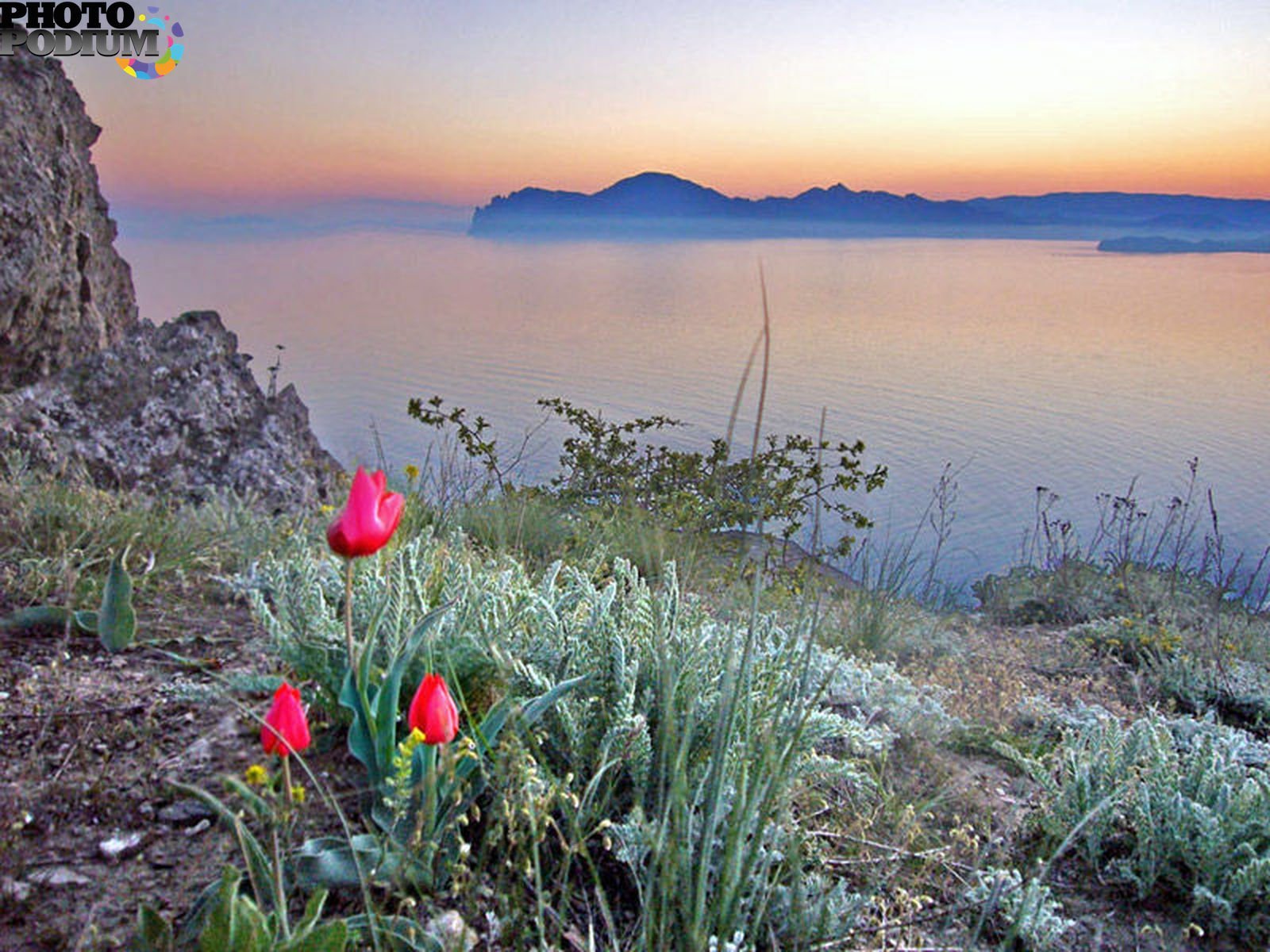 Цветущий крым фото. Коктебельский тюльпан Крым. Сон трава Карадаг горы Крым. Тюльпаны на Карадаге.