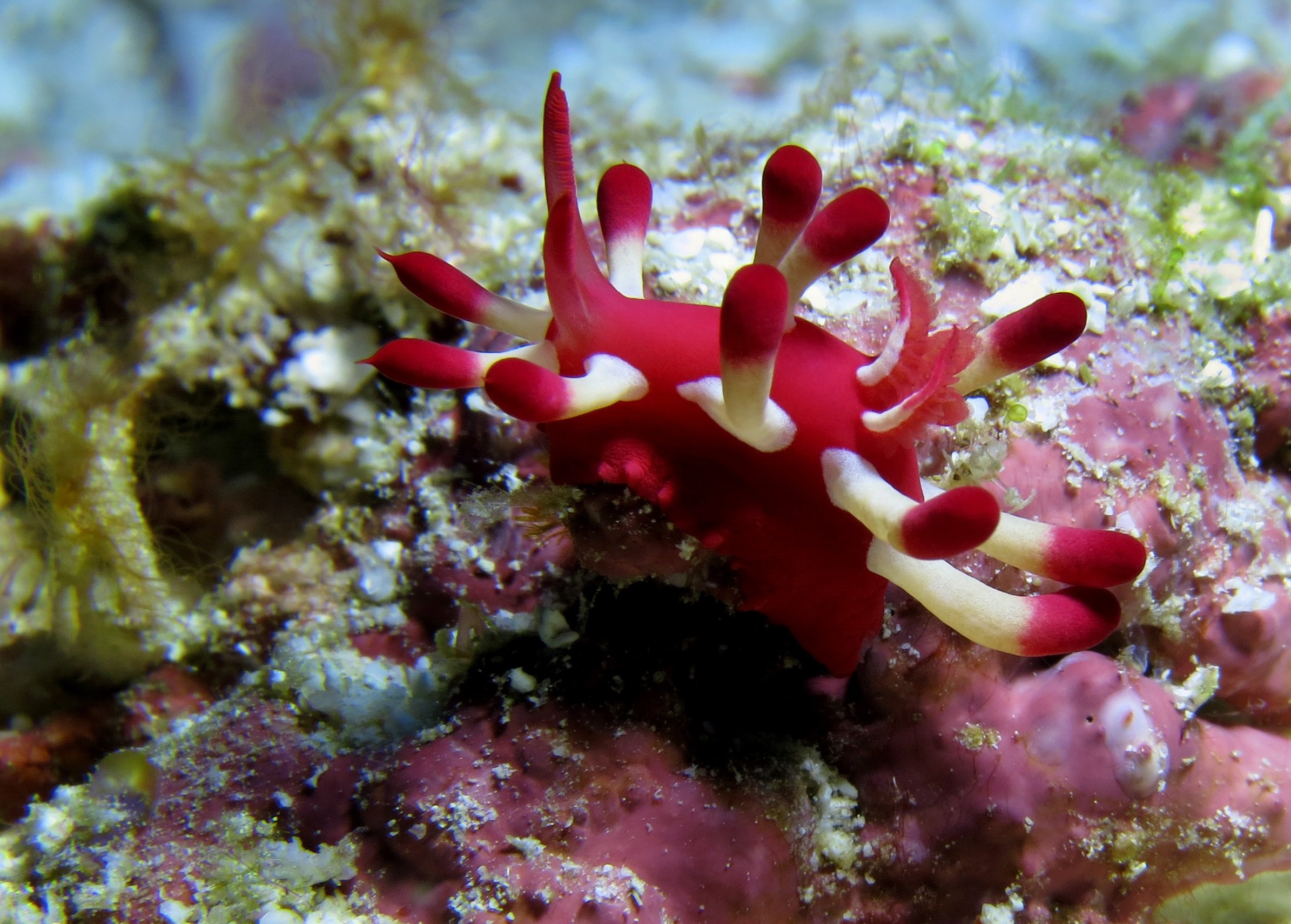 Коралловые обитатели. Красный коралл Кишечнополостные. Коралловые полипы и водоросли. Коралл циатофиллум. Класс коралловые полипы актиния красный коралл роговой коралл.