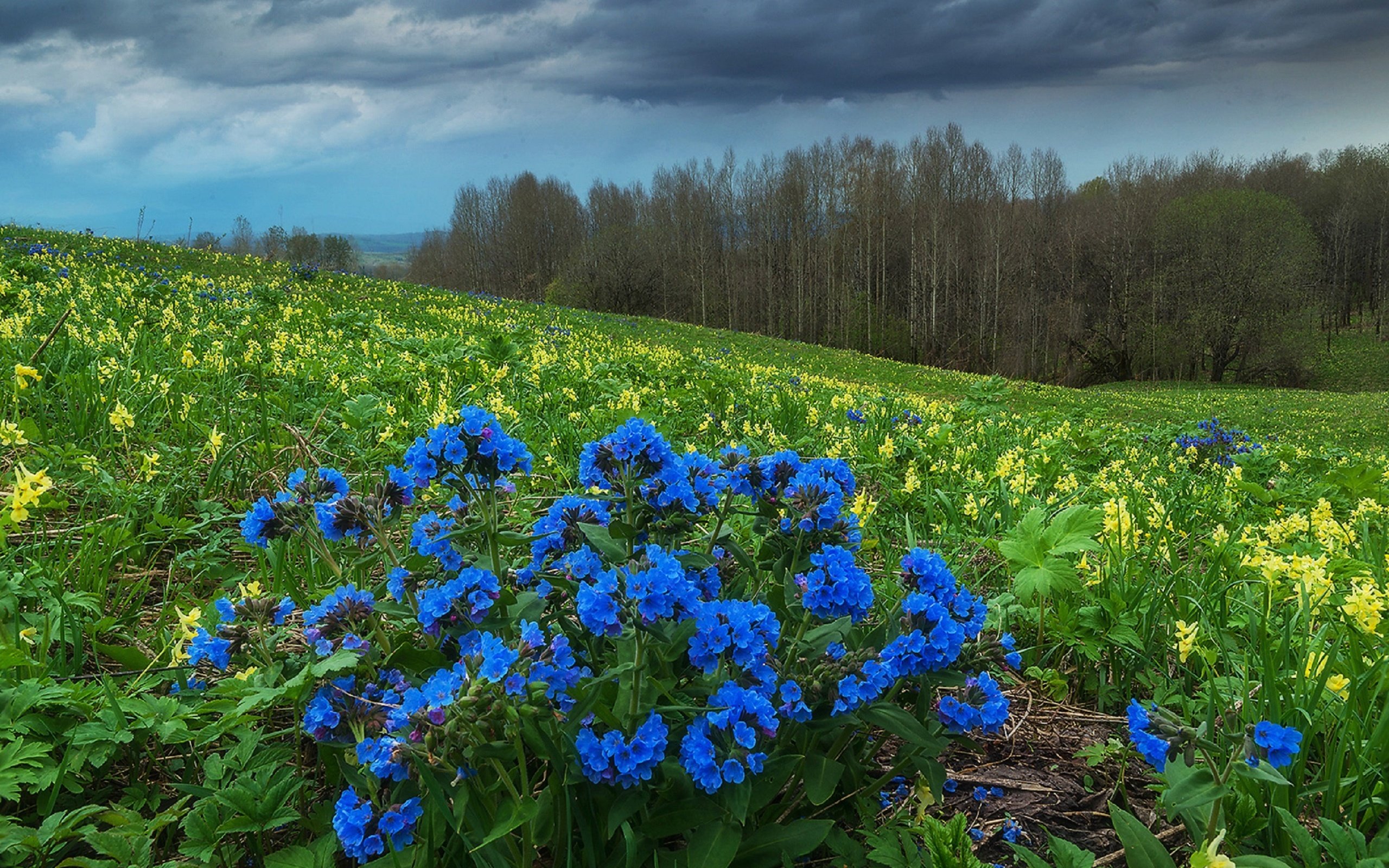 На поляне растут синие цветы. Медуница Лесная цветок. Сибирские цветы Медуница. Медуница в Сибири. Полевые цветы Медуница.