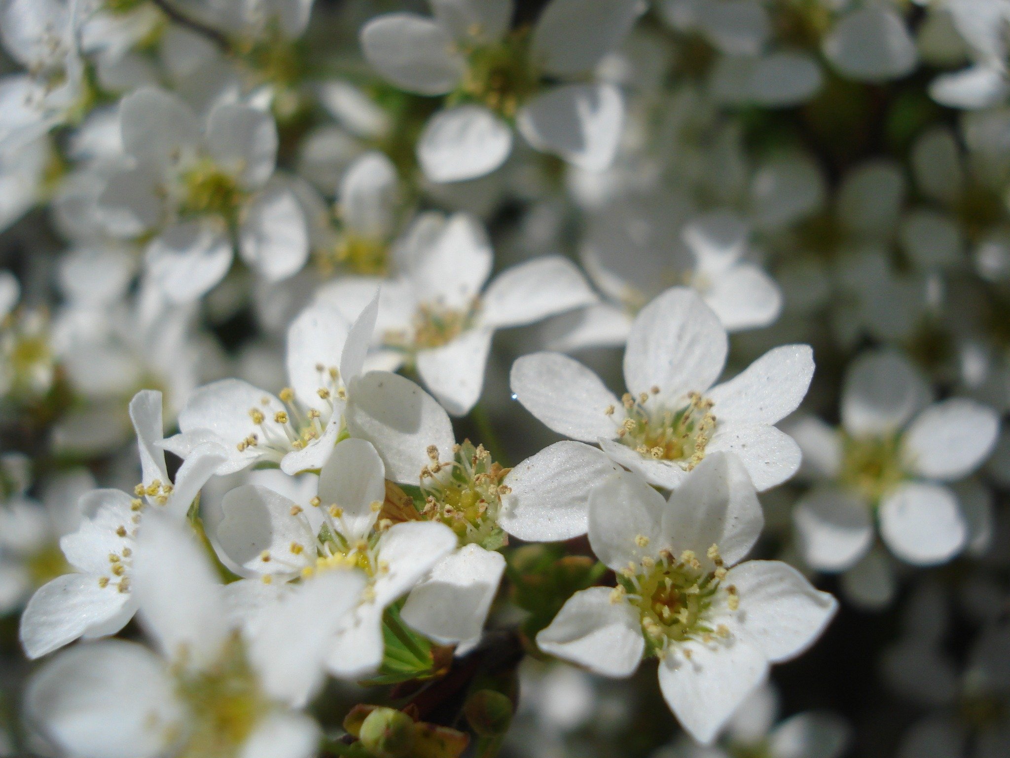 Белые цветочки картинки. Белые цветочки. Мелкие белые цветы. Мелкие белые весенние цветочки. Цветок с белым цветением.