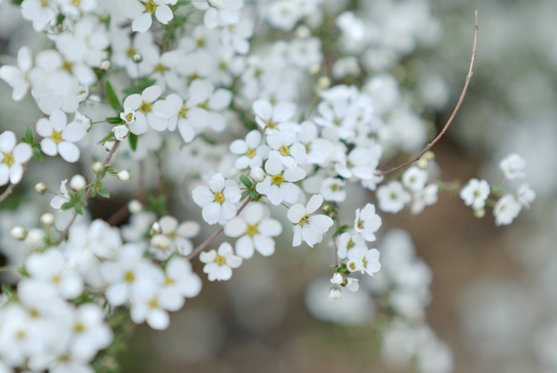 Топ-15 белых многолетних цветов для дачи. Названия цветов с описанием