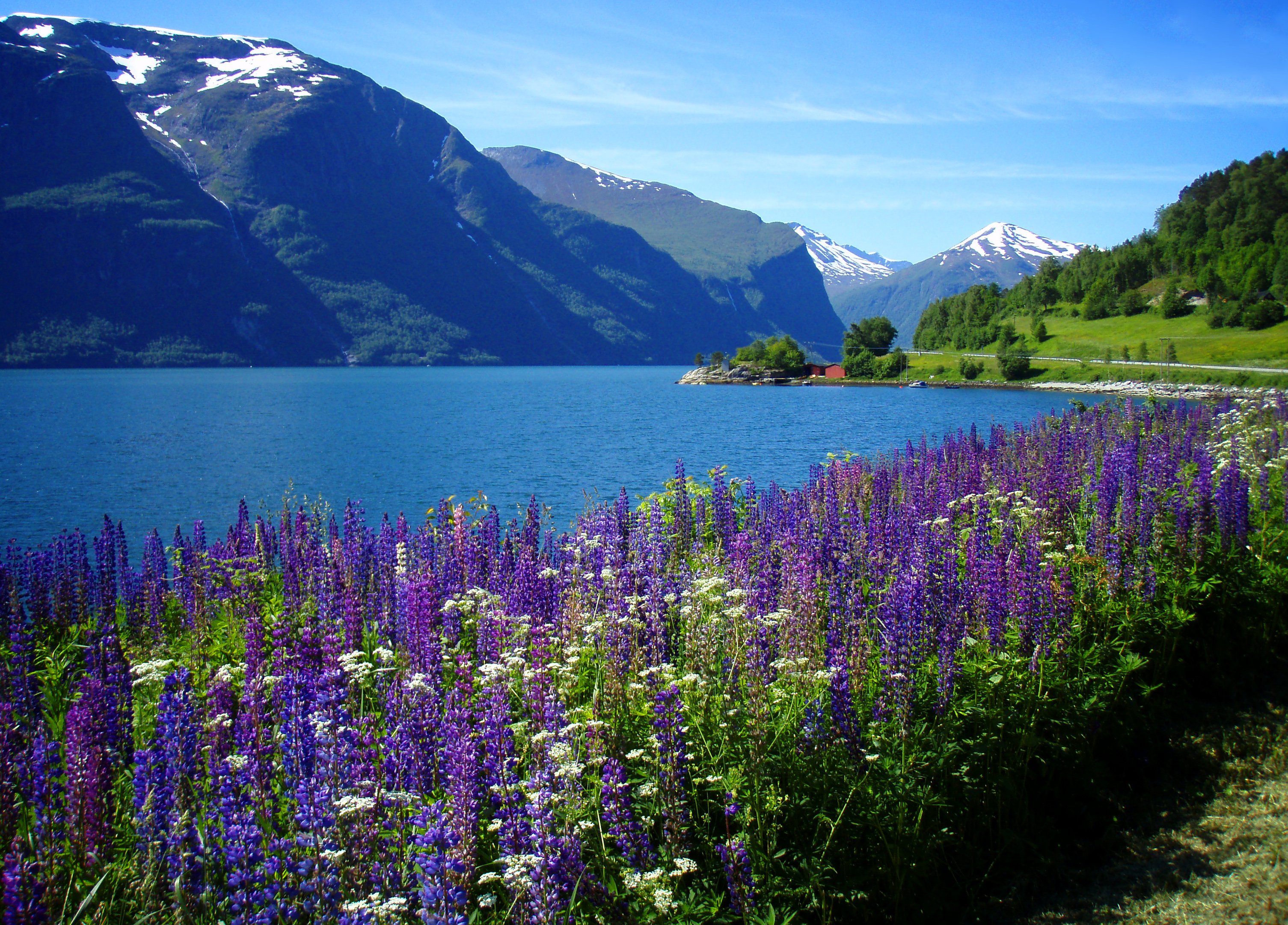 Цветы норвегии. Цветочная Долина фьорды. Цветы у озера. Растительный мир Норвегии. Растительность Норвегии.