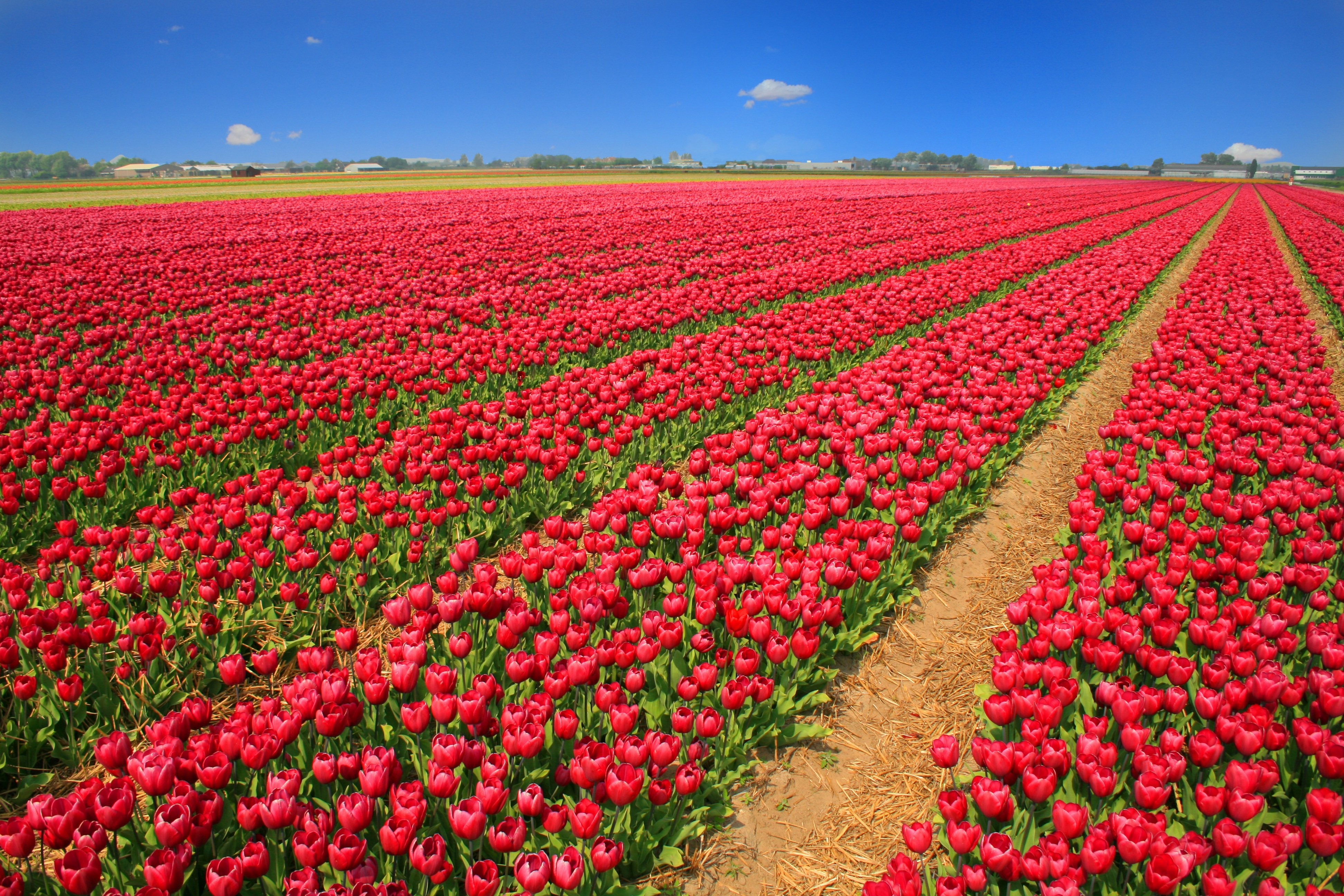Поле тюльпанов. Тюльпановые поля в Голландии. Тюльпановые плантации в Голландии. Тюльпановое поле Суровикинский район. Тюльпаны красные плантация Голландия.