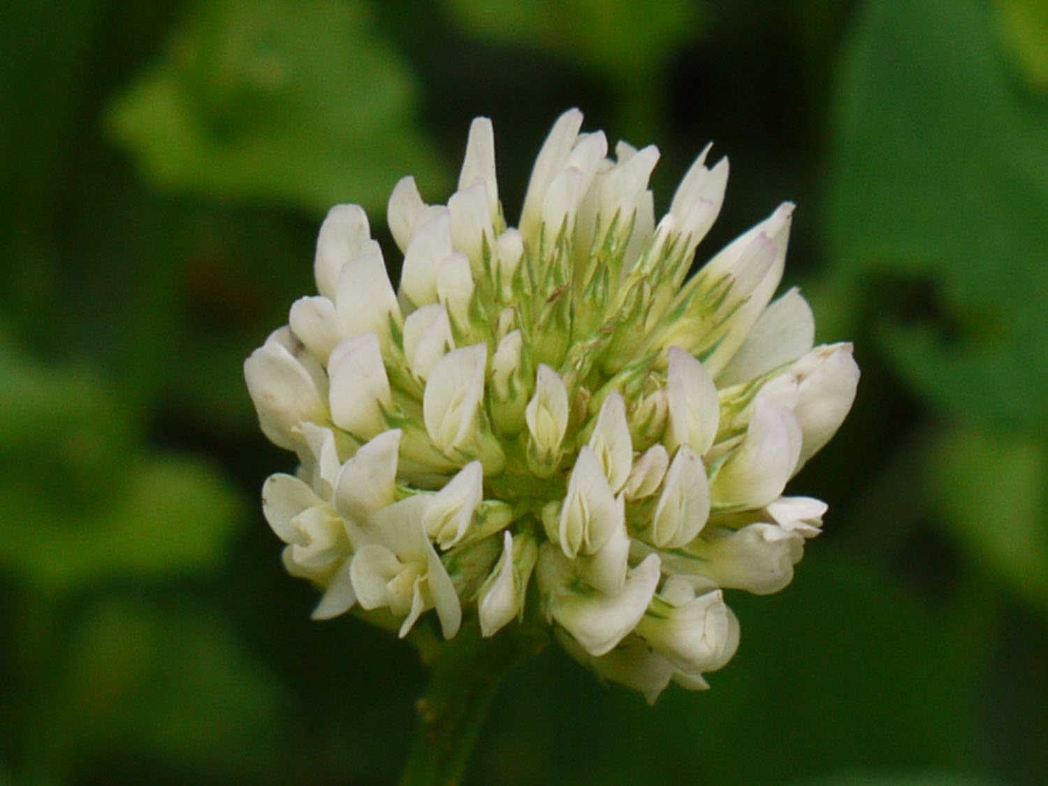 Кашка 6 букв. Клевер-белоголовка. Trifolium Alexandrinum. Горный Клевер белый. Таксоны Клевер белый.