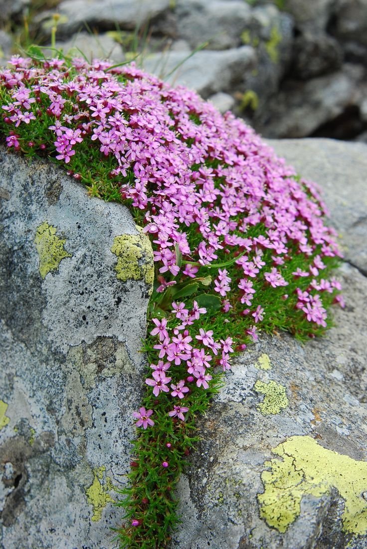 Растения на камнях фото