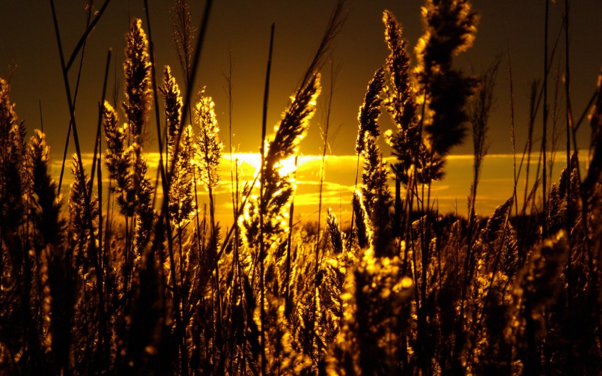 Пшеница на закате