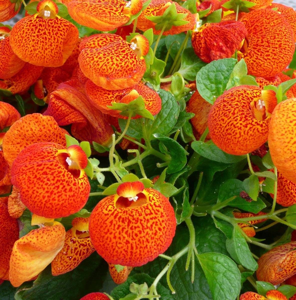 оранжевые домашние цветы фото и названия