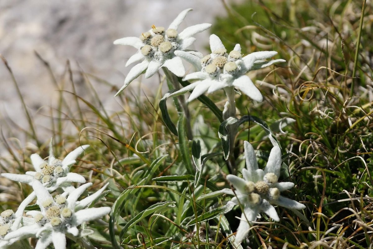 Leontopodium alpinum Cass Эдельвейс Альпийский