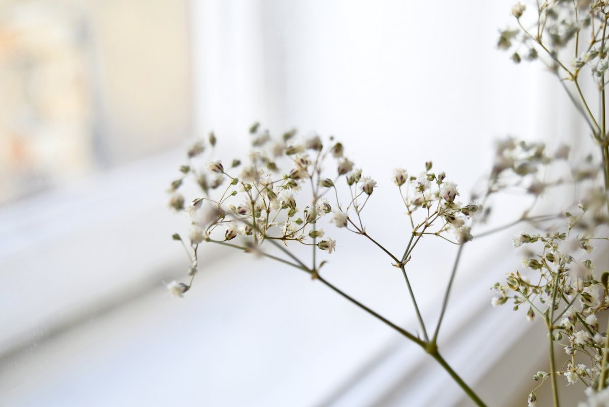 Веточки белых мелких цветочков