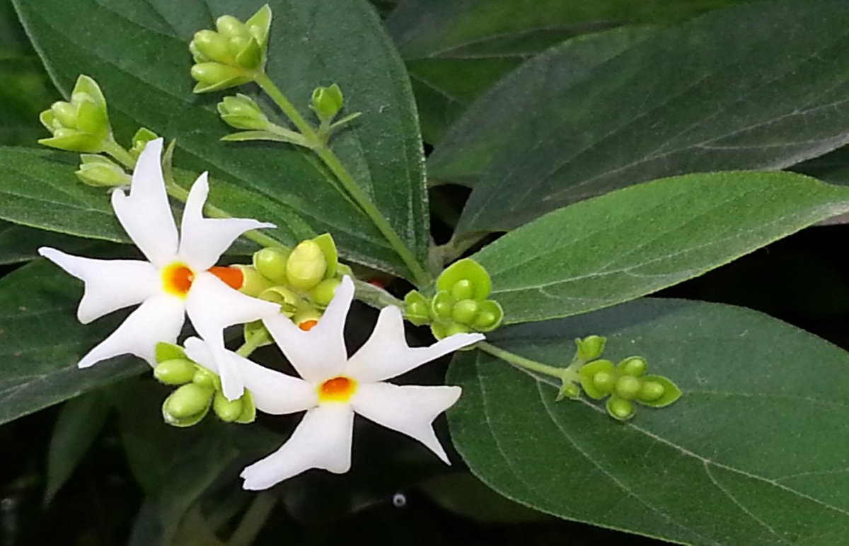 Цветок Париджата