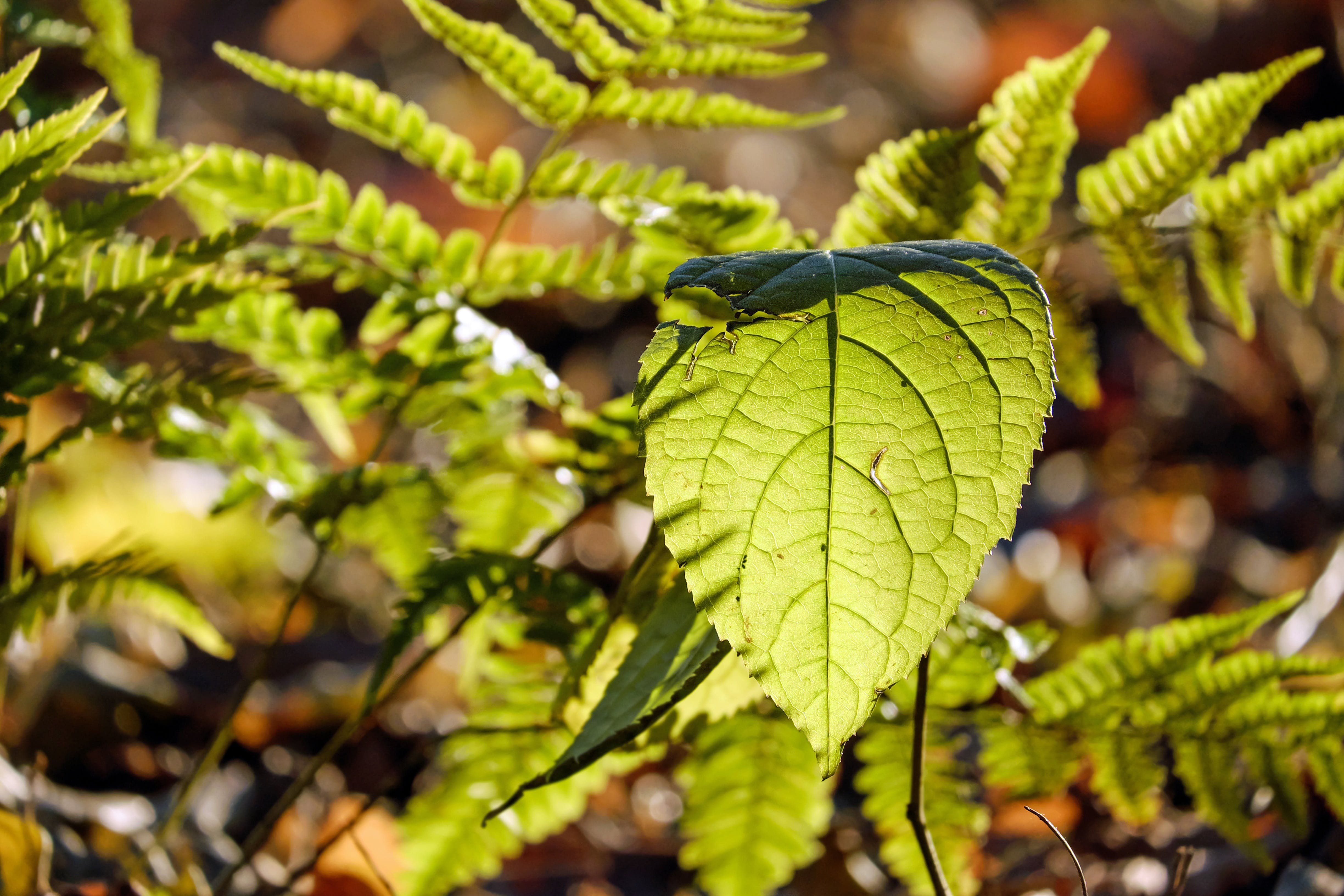 Leaves original