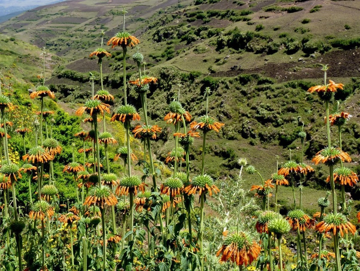 Флора Эфиопии