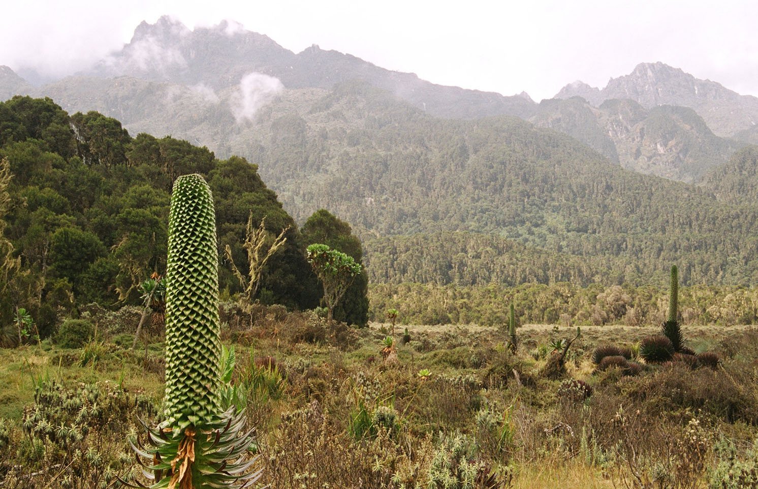 Растительность национальный парк Рувензори