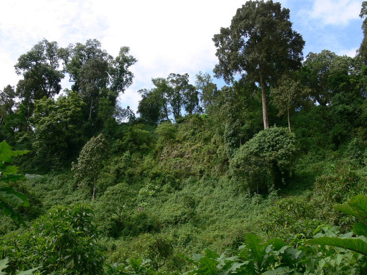 Тропические леса Эфиопии