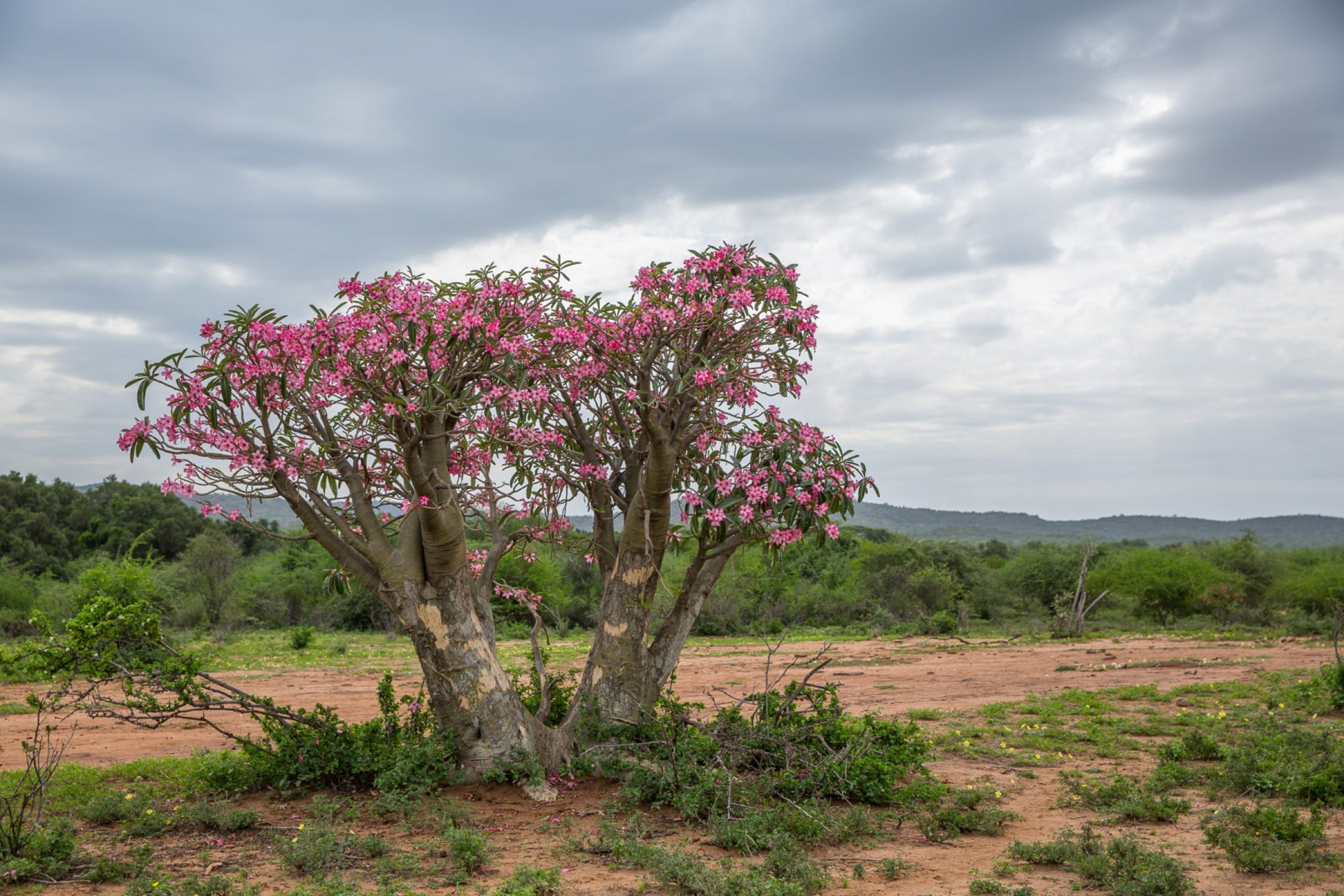 Растения восточной африки. Бутылочное дерево Эфиопия. Эфиопское дерево. Растения Эфиопии. Остров Эфиопия.