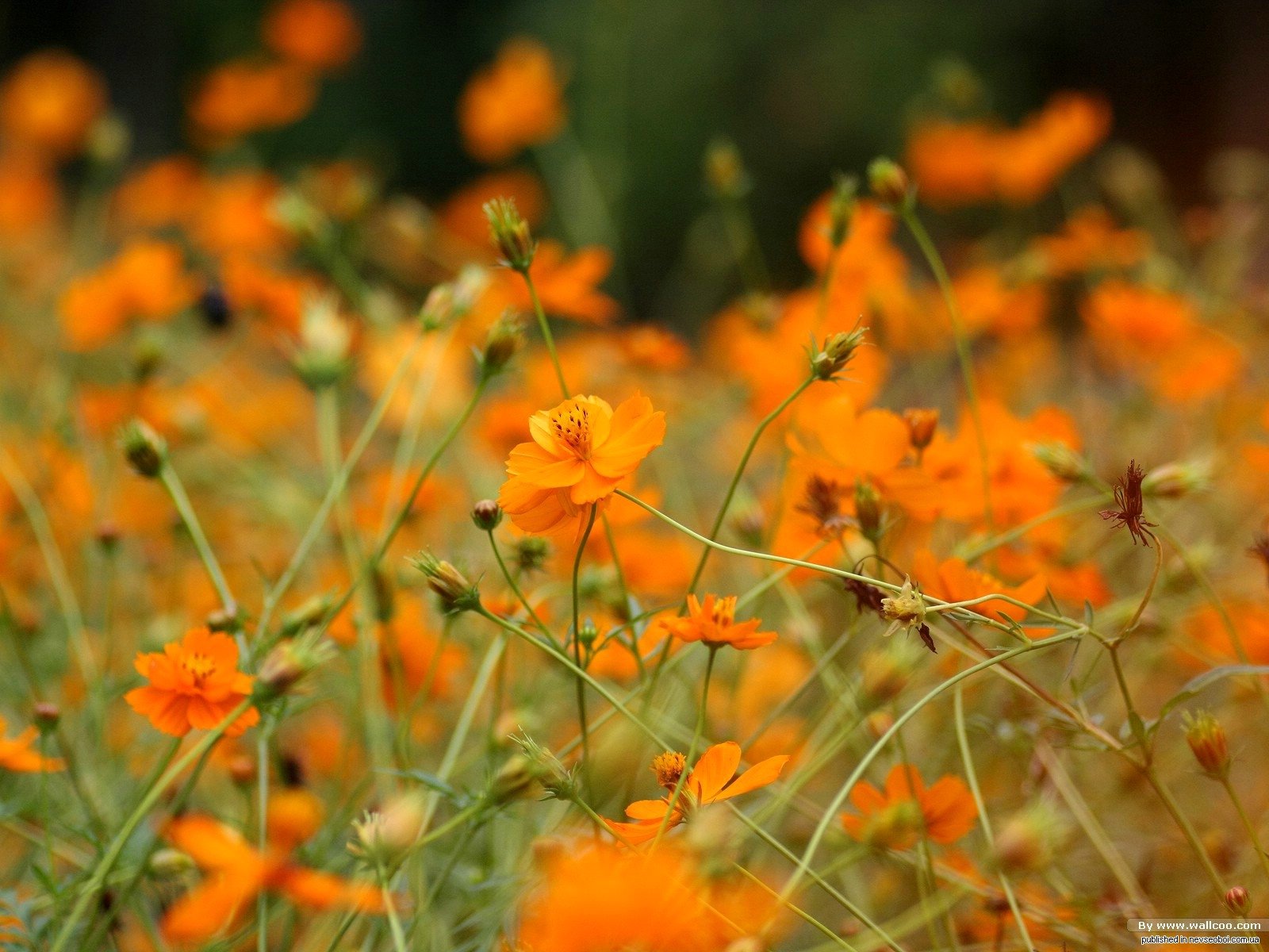 Оранжевые полевые цветы (57 фото) »