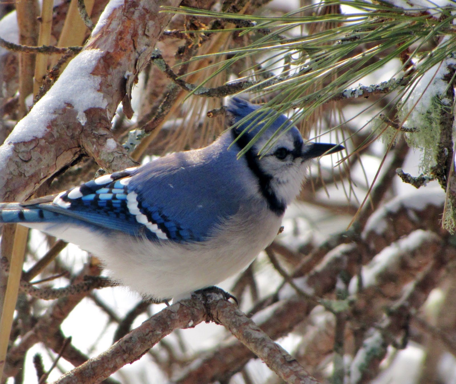 Birds in Winter