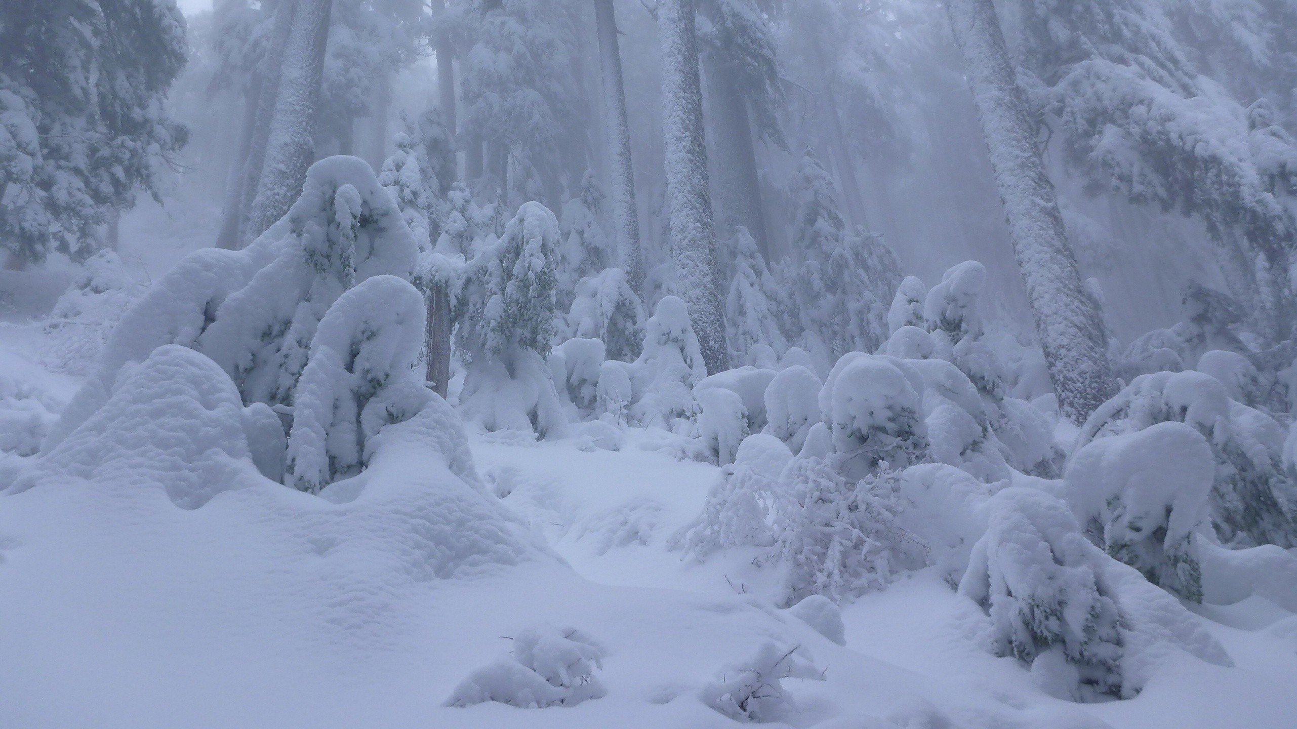 В сугробе тепло впр 5. Винтер Сноу. Лес в снегу. Сугробы в лесу. Зимний лес сугробы.
