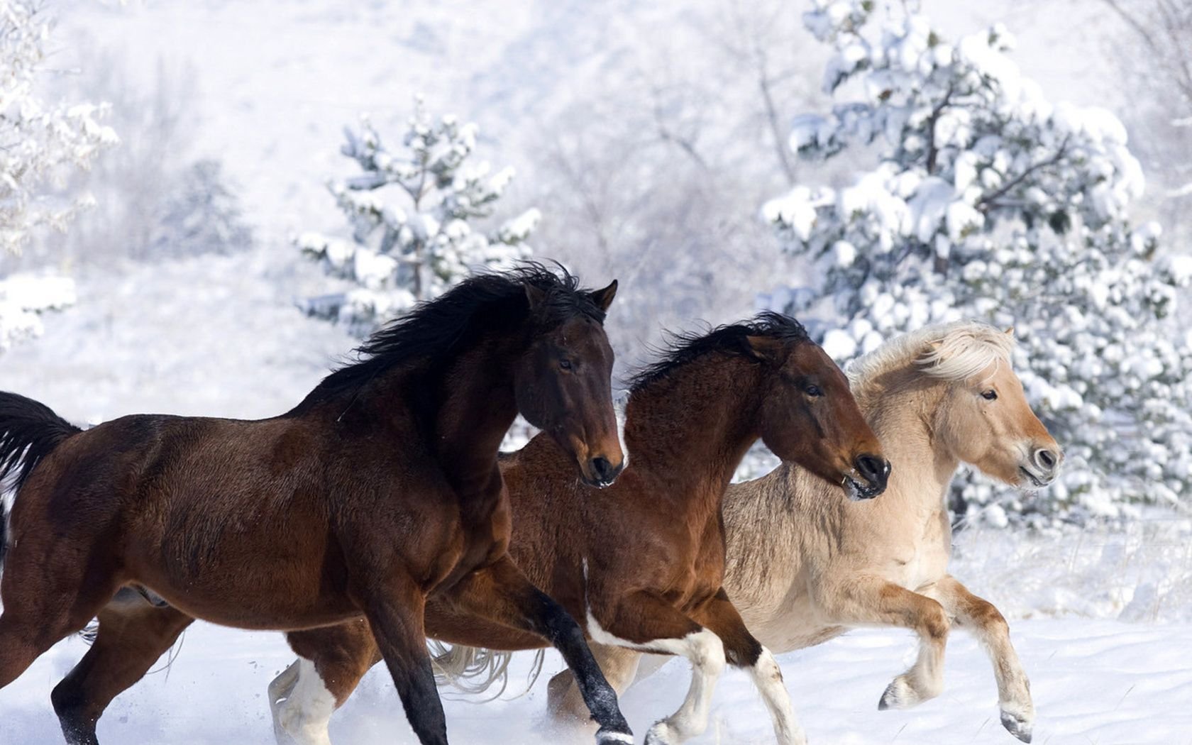 Лошадь года 2021. Лошади зимой. Фото с лошадью зимой. Три лошади. Заставка на рабочий стол лошади зимой.