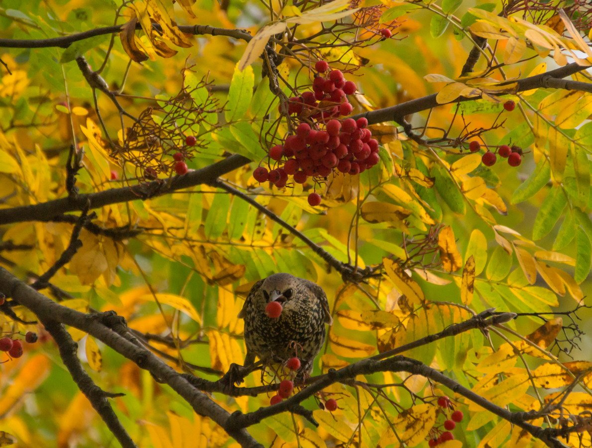 Осень рябина птицы