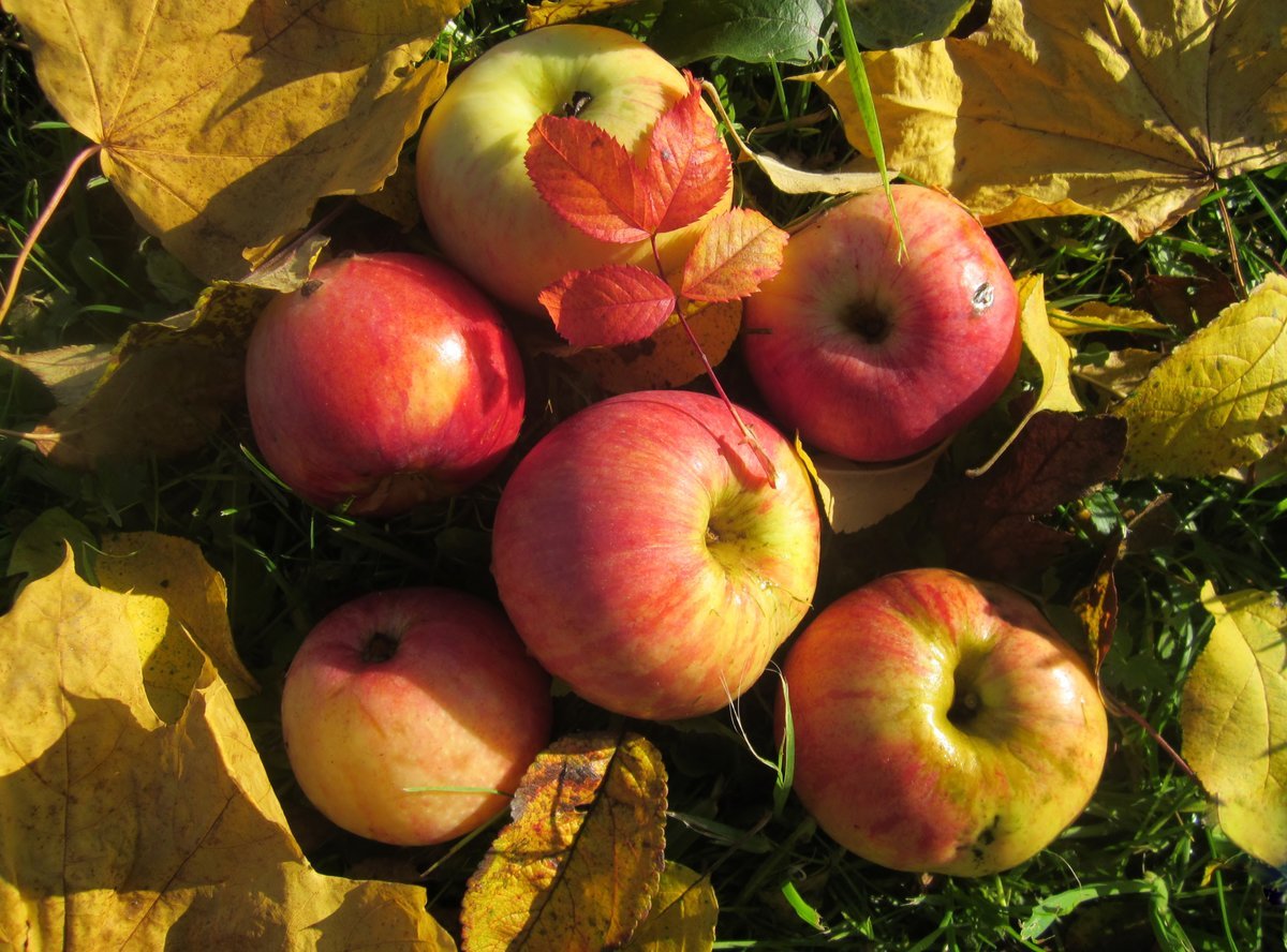 Осенние яблочки