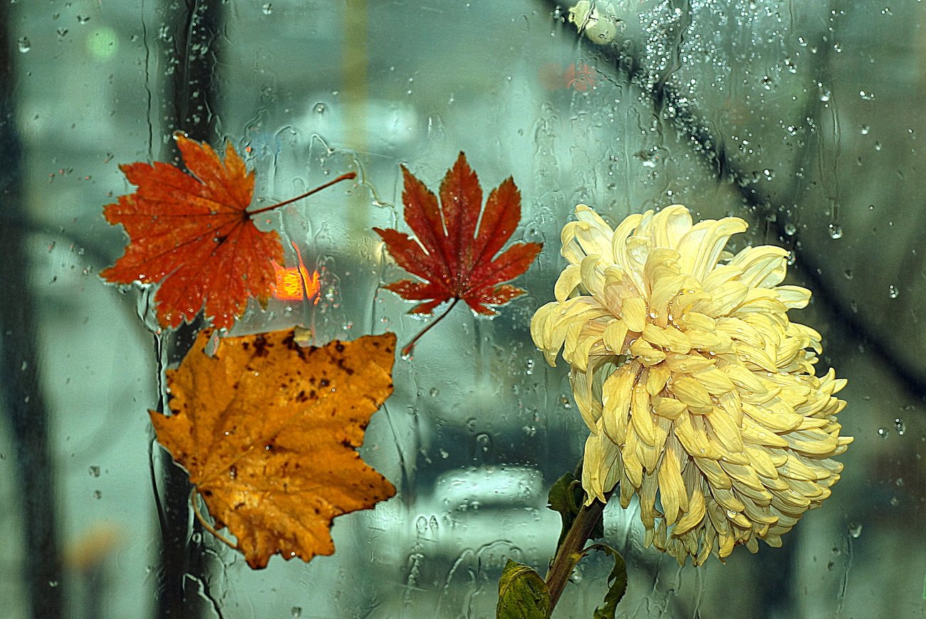 Осенняя музыка дождя