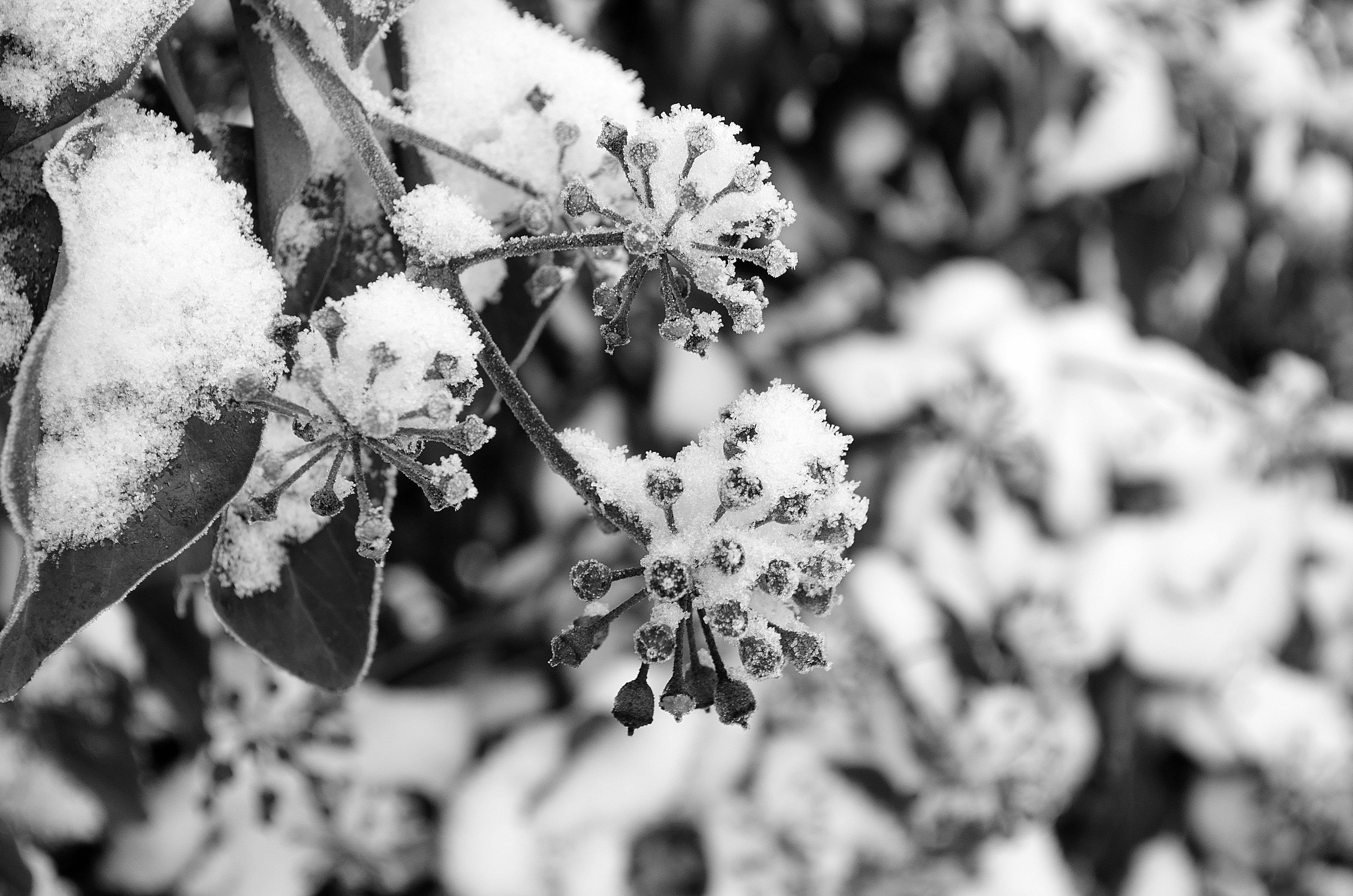 Черные снежки. Черно белая зима. Зимняя природа черно белая. Снежные кусты. Кусты в снегу.