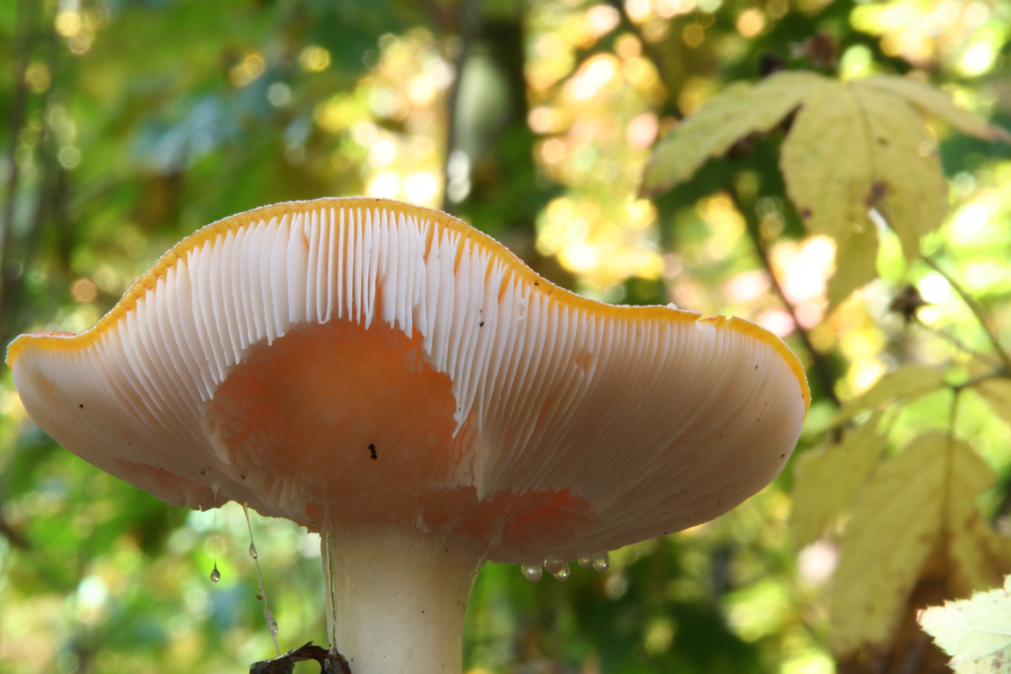 Пластинчатый гриб на дереве. Пластинчатые грибы. Осенние пластинчатые грибы. Пластинчатые съедобные грибы. Пластинчатые грибы фото.