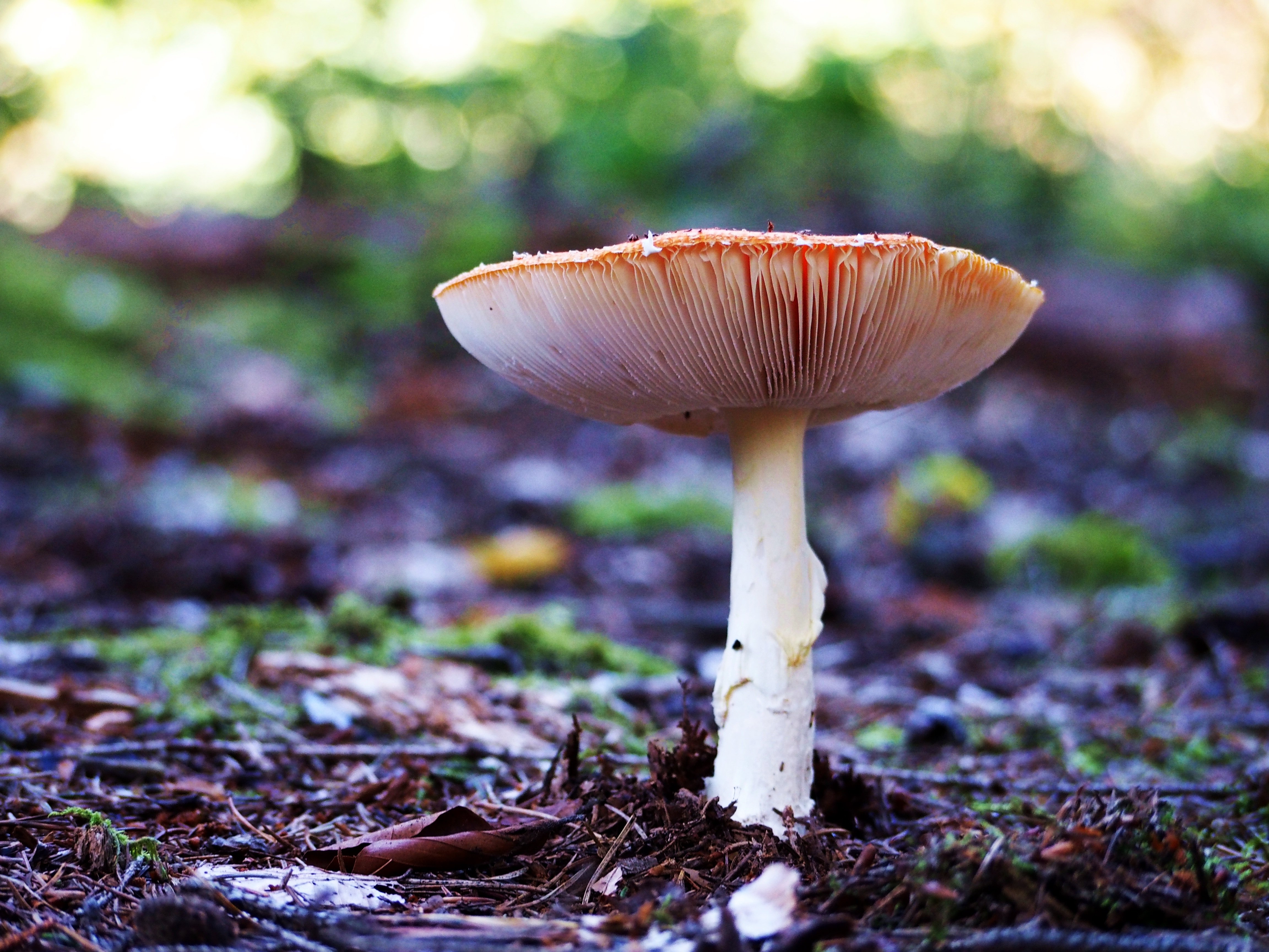 Пластинчатый гриб на дереве. Грибы пластинчатые поганки. Съедобные грибы Северной Каролины. Северные грибы. Шлычки грибы.