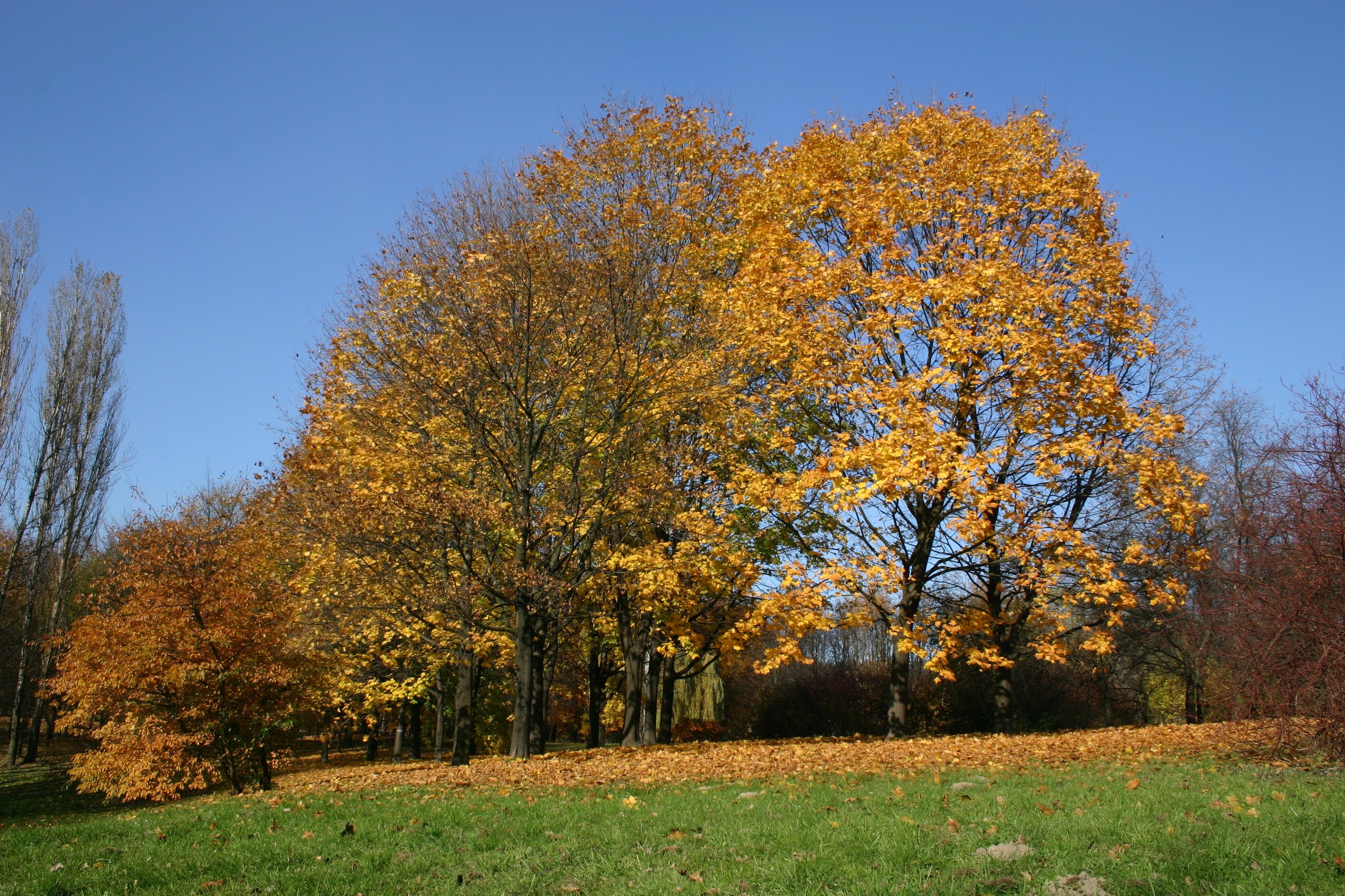 Вяз дерево осень