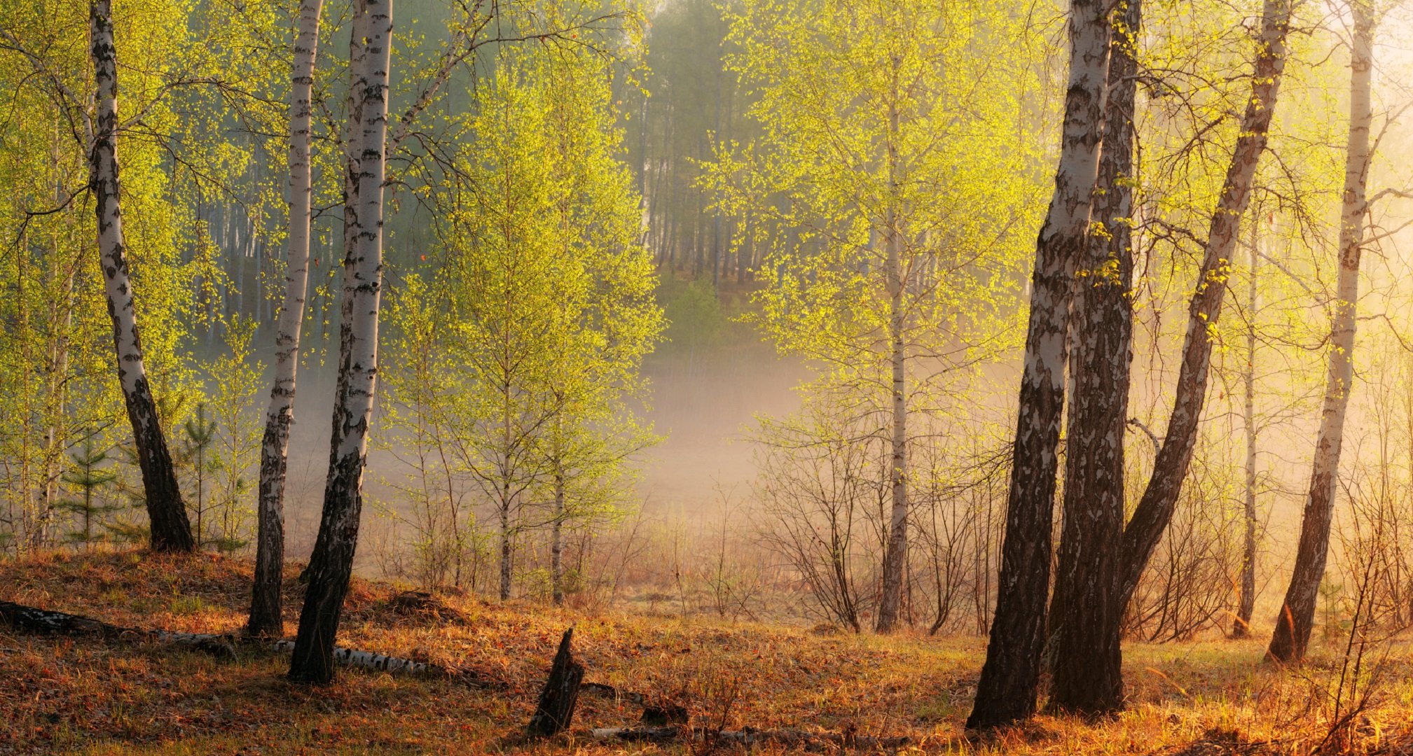 Текст был утренний час в огромном лесу. Утро в березовой роще. Ранняя осень березы. Осенний березовый лес.