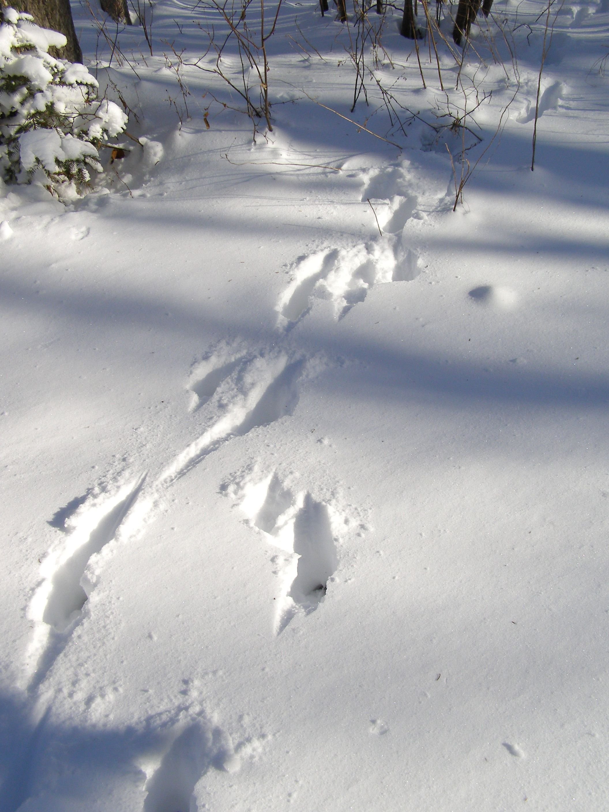 Заячьи и лисьи следы на снегу. Следы Ласкина снегу. Звериные следы на снегу. Следы зайца на снегу. Следы зверей в зимнем лесу.