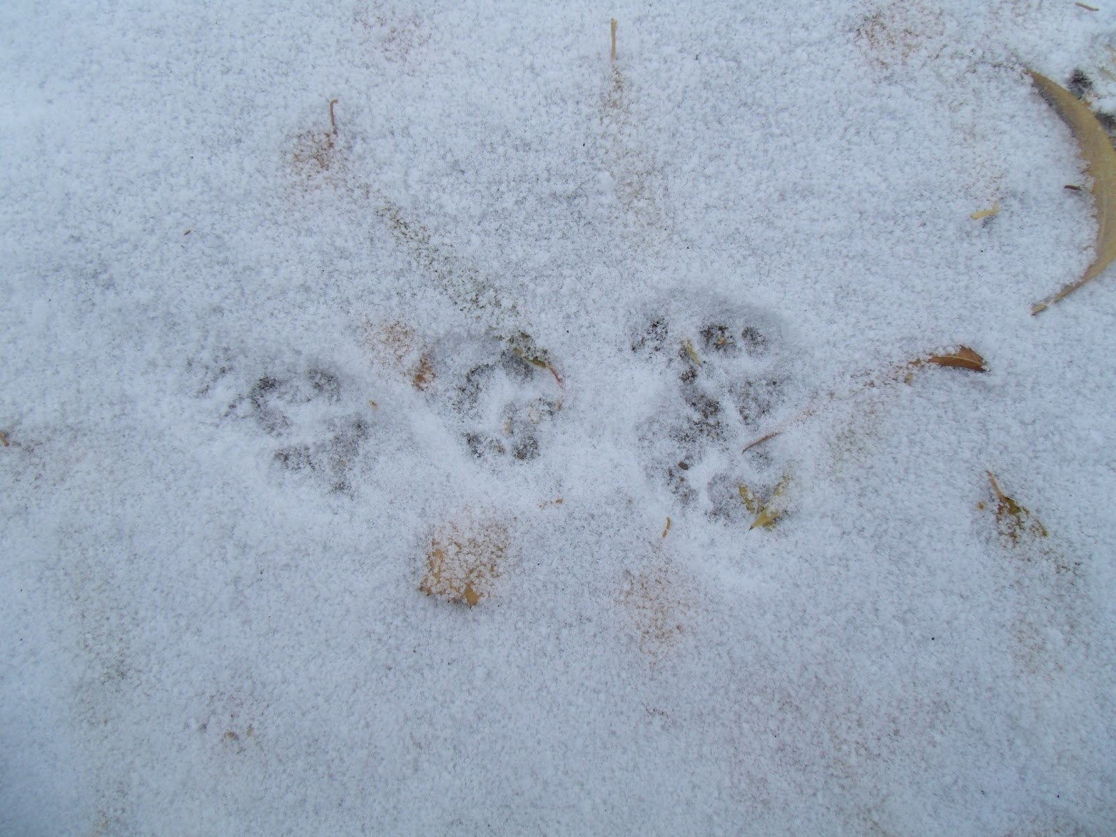 След хорька на снегу фото. Следы Куницына снегу. Следы хорька следы на снегу. Следы ласки на снегу. Следы куницы на снегу.