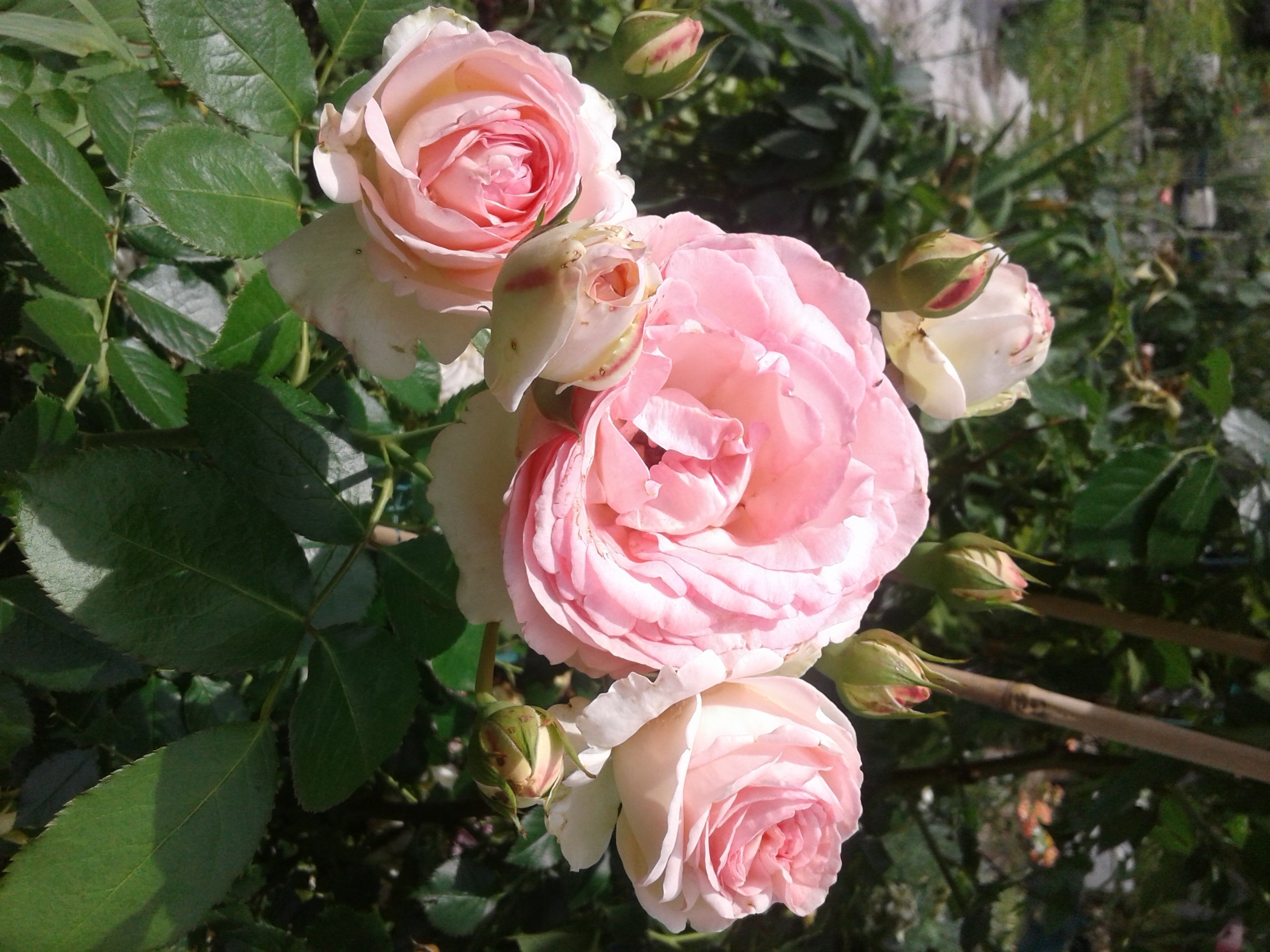 фото роза плетистая пьер