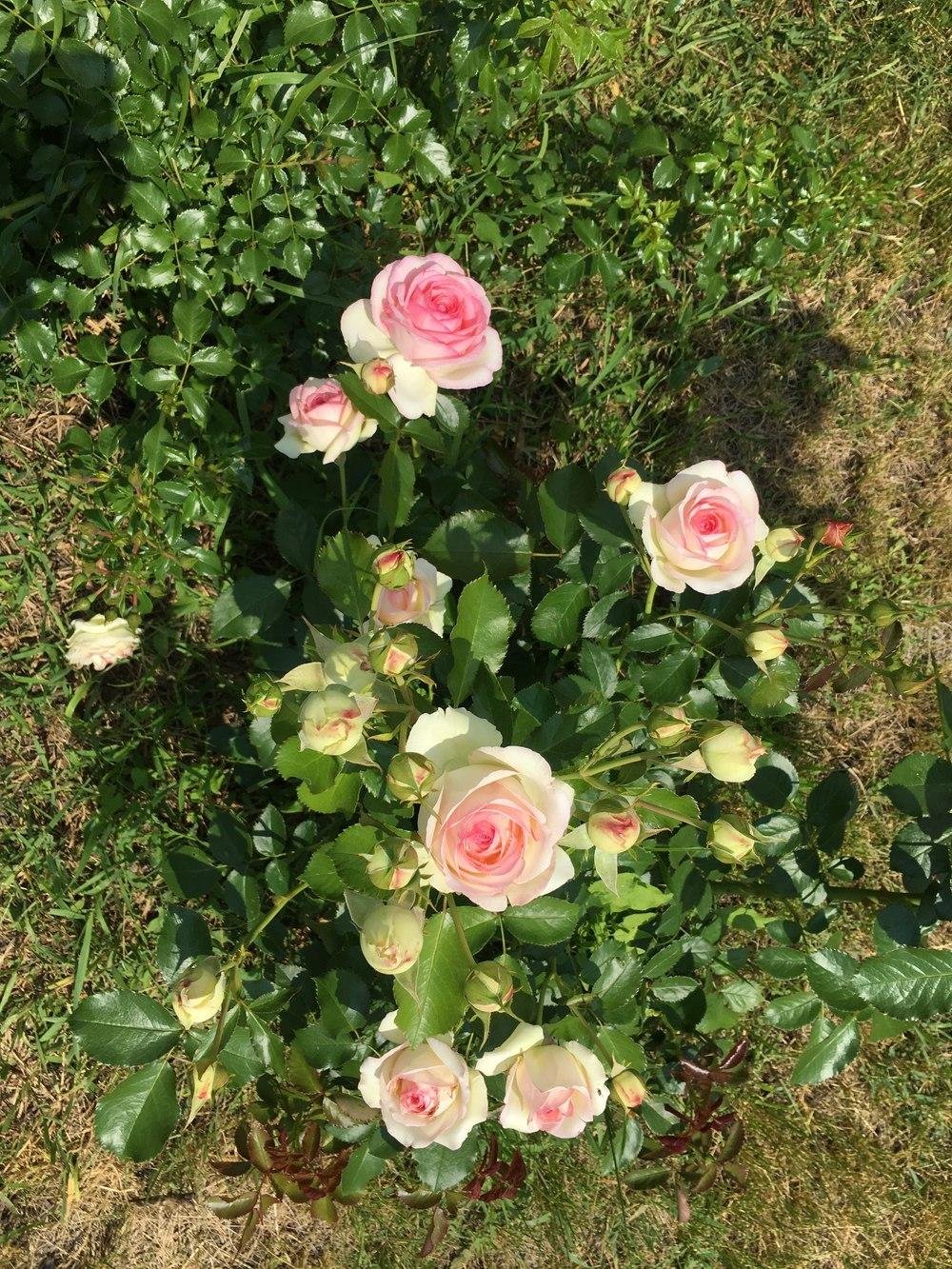 Роза Пьер де Росан