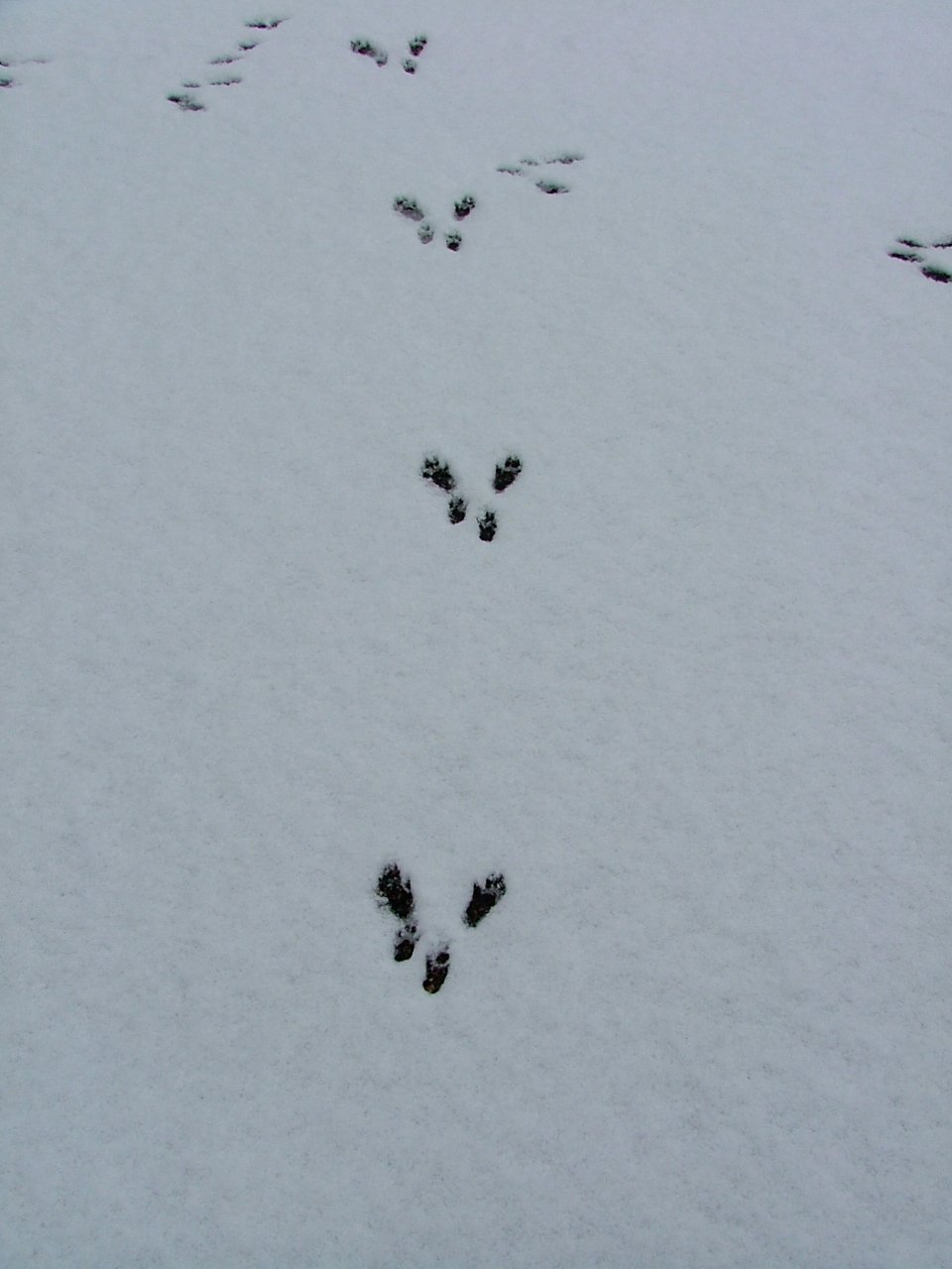 Беличьи следы на снегу