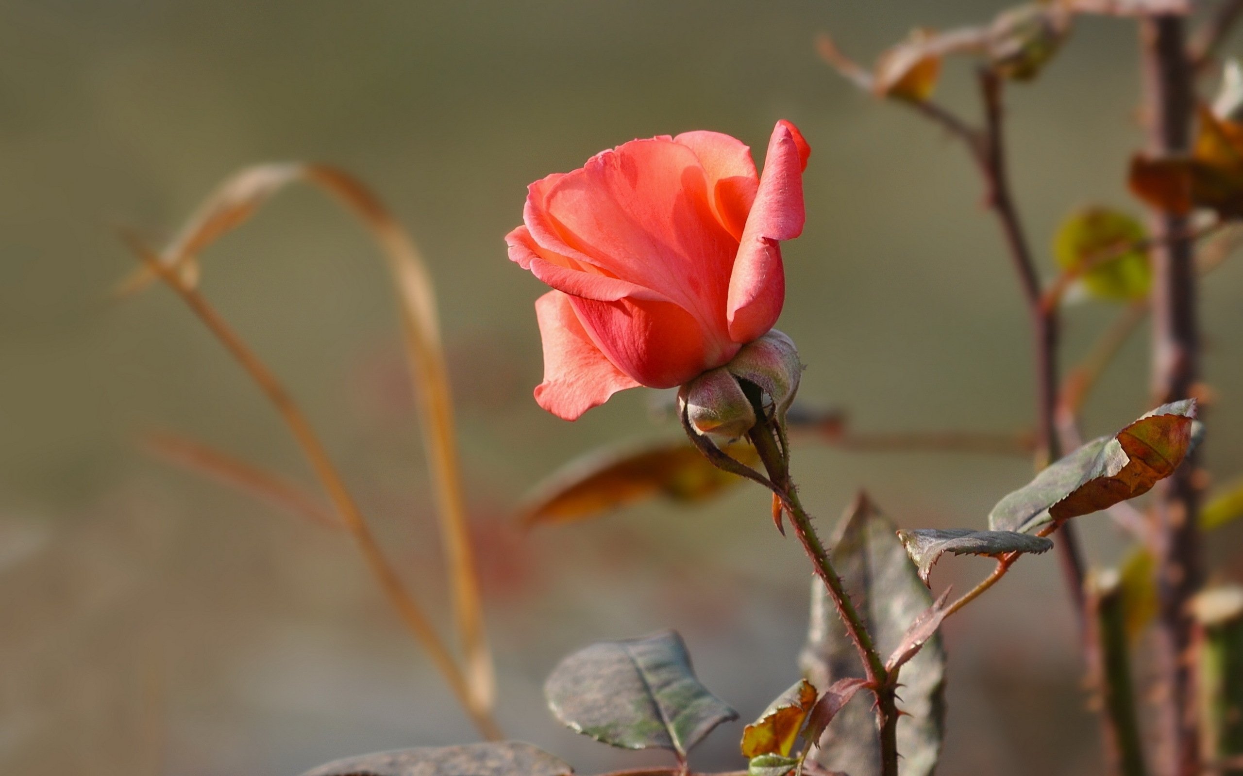Розовый цветок без листьев. Осенние розы.