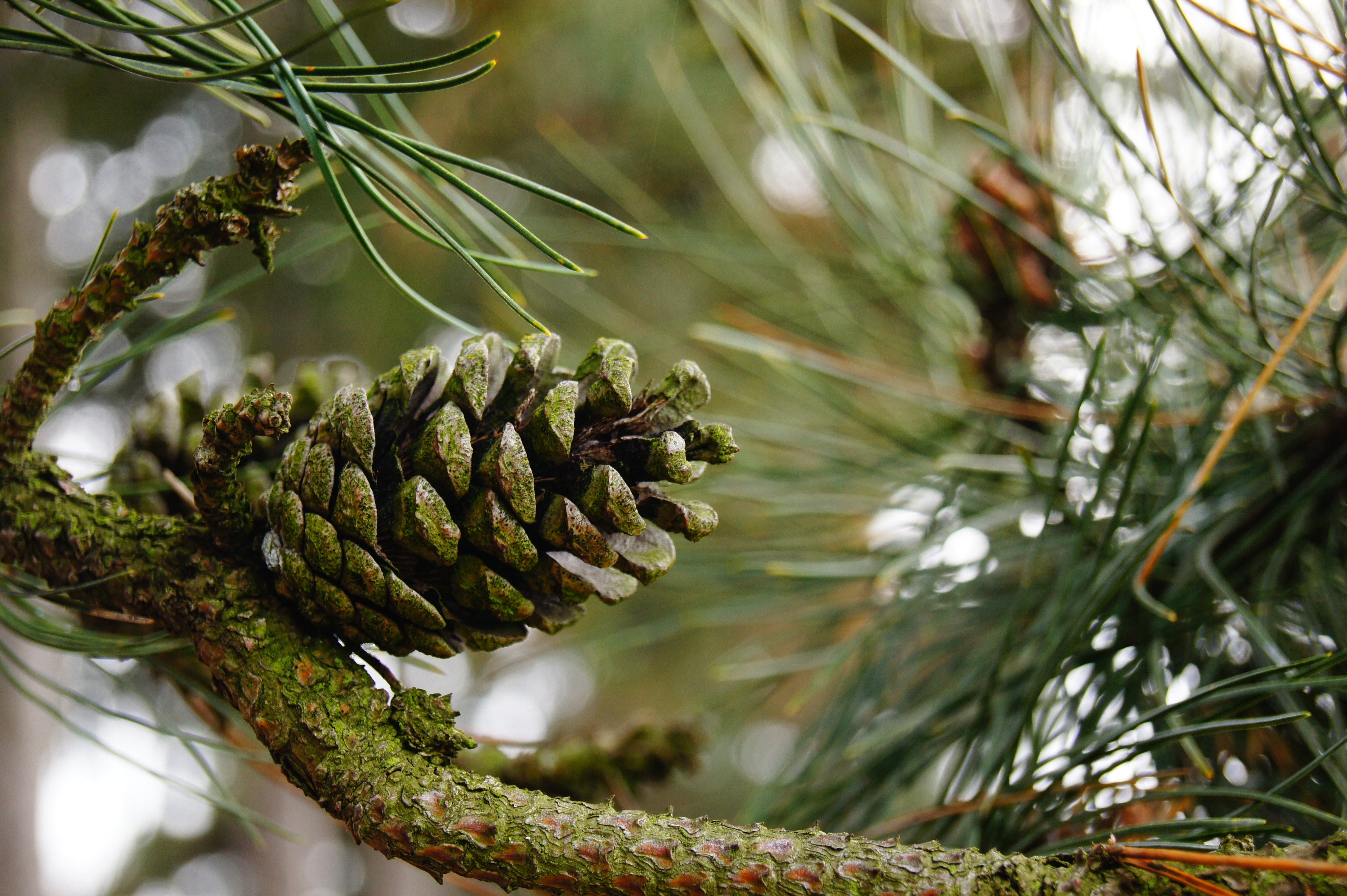 Сосновые шишки для женщин. Pinus Sylvestris шишки. Сосна Банкса шишки. Сосна ель лиственница шишки. Сосна Лучистая шишки.