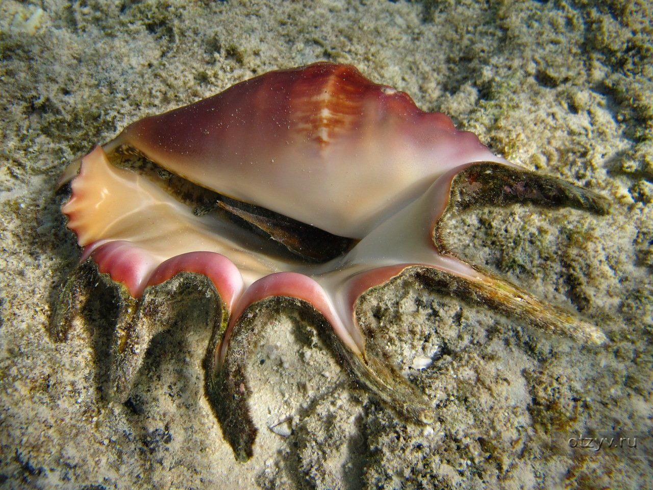 Губки моллюски. Лямбис моллюск. Лямбис исиллипеда. Лямбис трунката. Стромбус моллюск.
