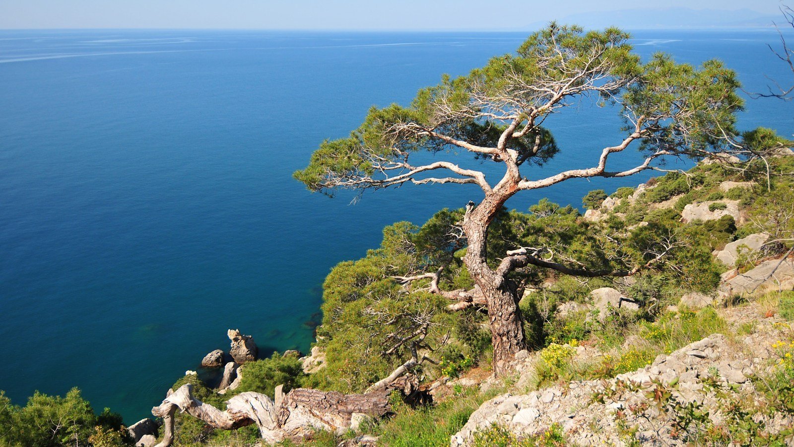 Деревья у черного моря